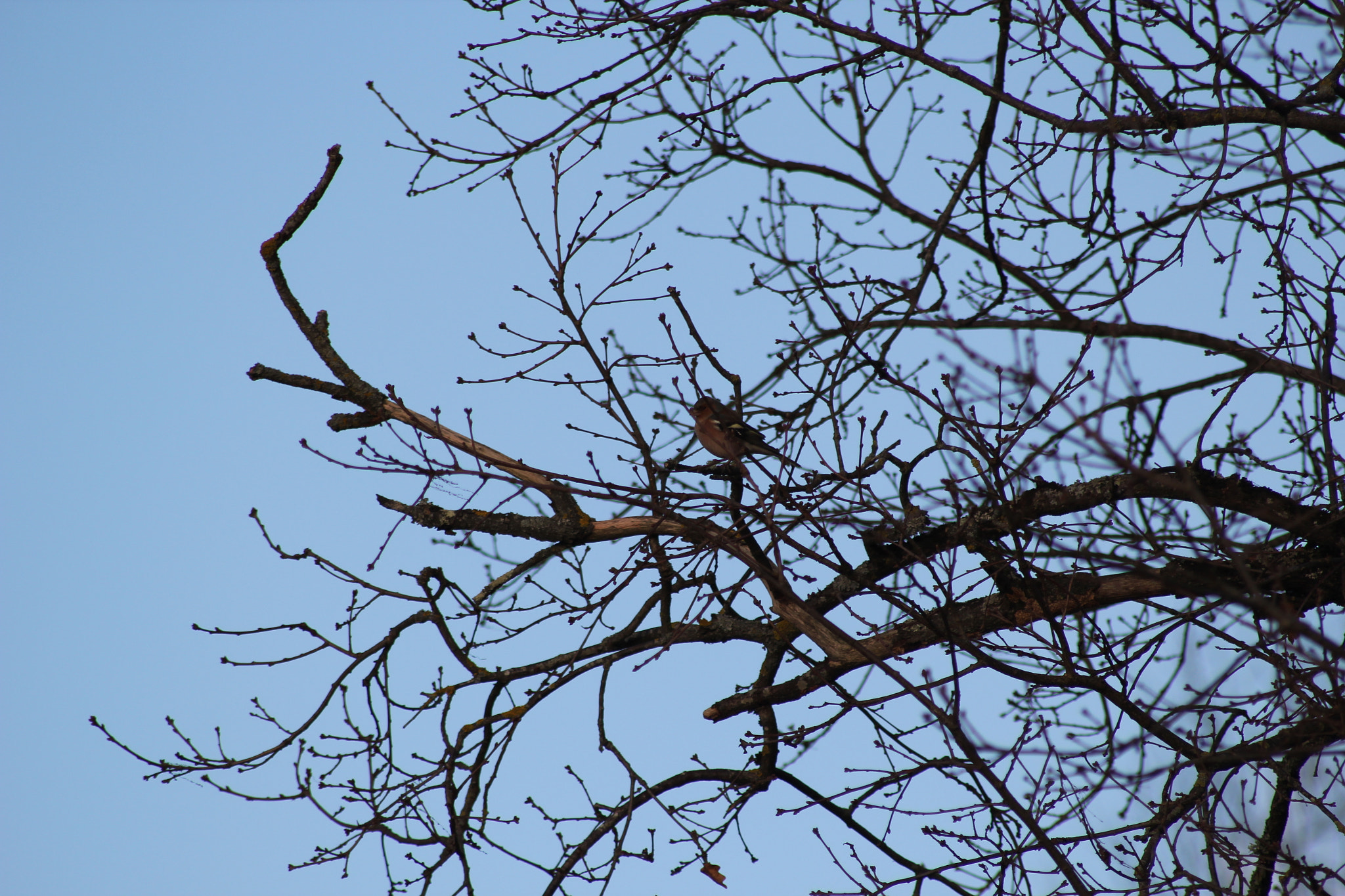 Canon EOS 550D (EOS Rebel T2i / EOS Kiss X4) sample photo. Bird photography