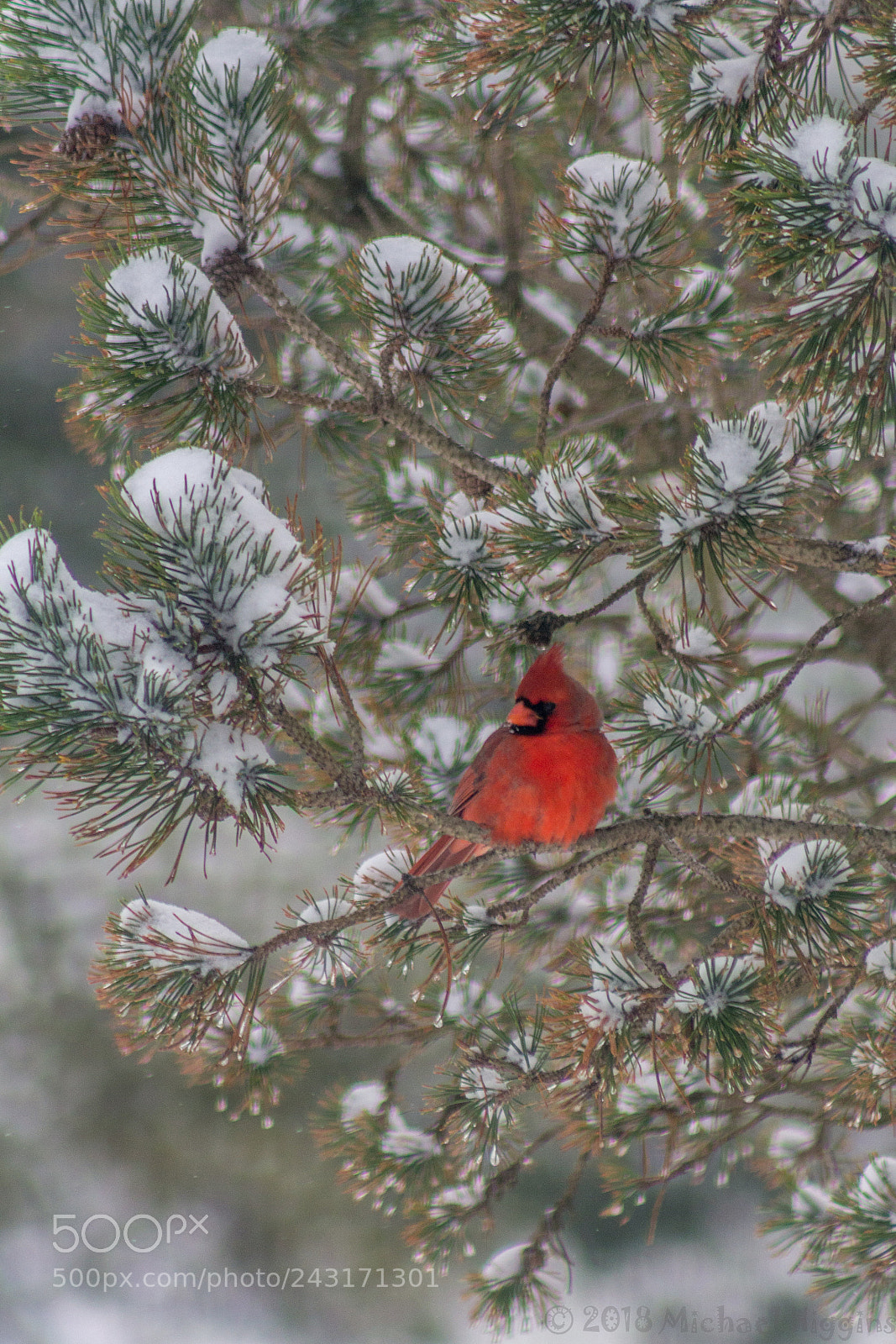 Canon EOS 1200D (EOS Rebel T5 / EOS Kiss X70 / EOS Hi) sample photo. Snowy morning photography