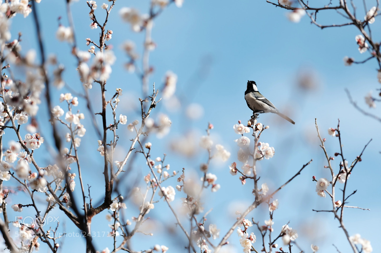 Fujifilm X-T2 sample photo. Sound of the early photography