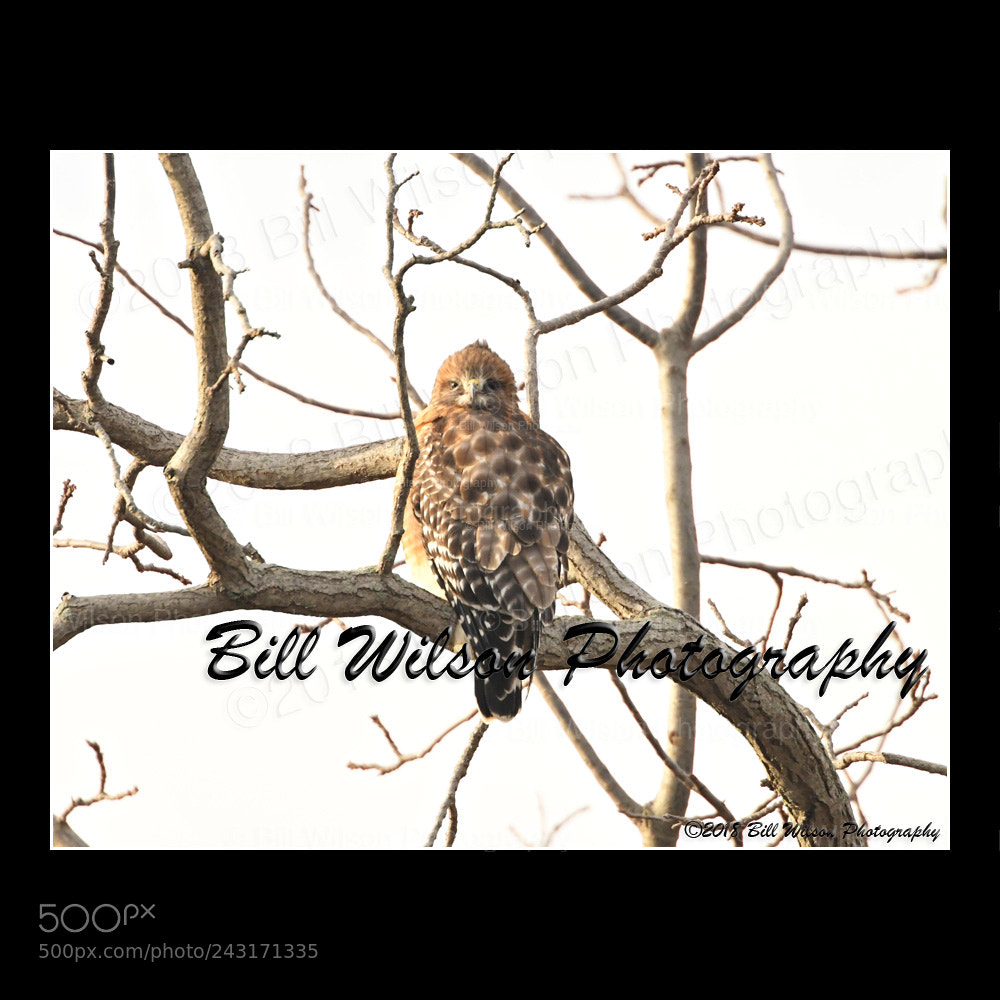 Nikon D500 sample photo. Red shouldered hawk photography