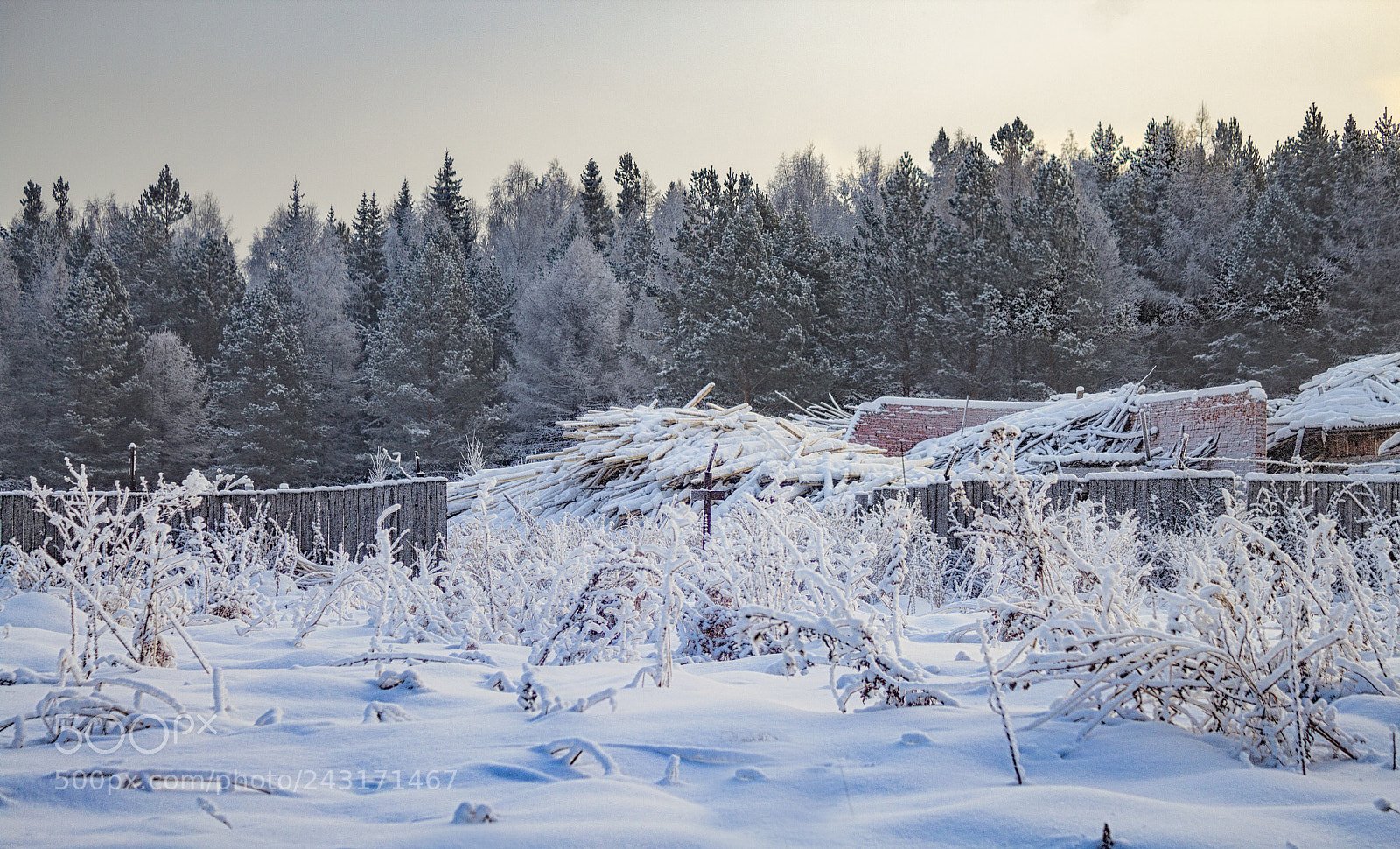 Canon EOS 1300D (EOS Rebel T6 / EOS Kiss X80) sample photo. Wood vs snow photography
