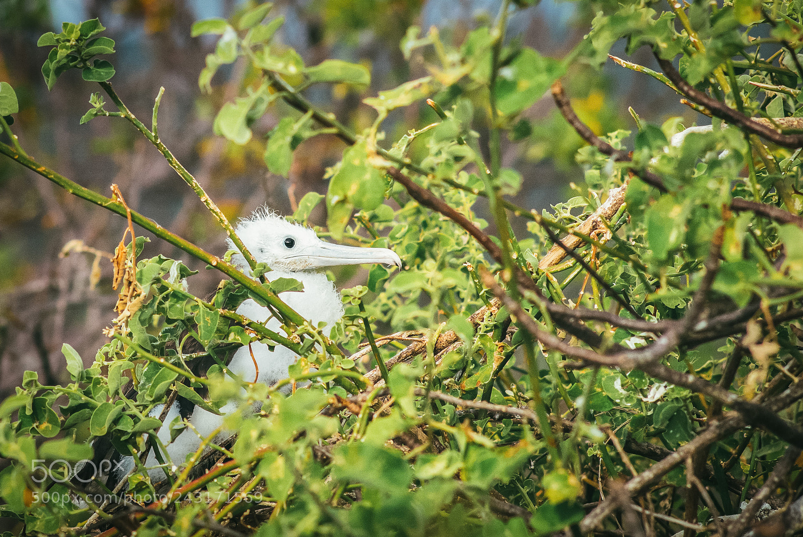 Leica M (Typ 240) sample photo. Young magnificent frigatebird photography