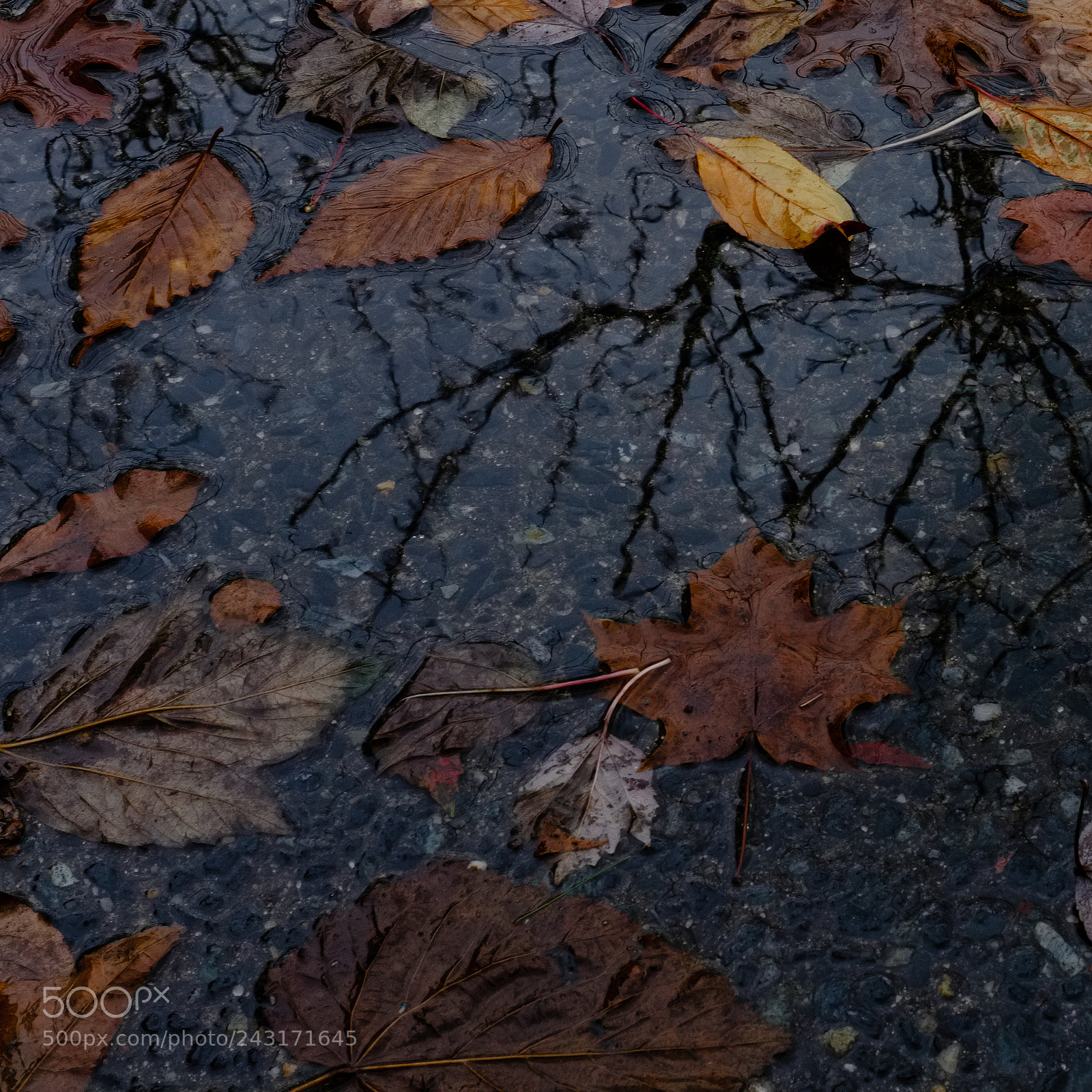 Fujifilm X100F sample photo. Fallen photography