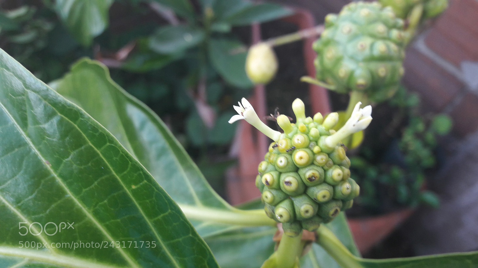 Samsung Galaxy A5(2016) sample photo. Noni fruit photography