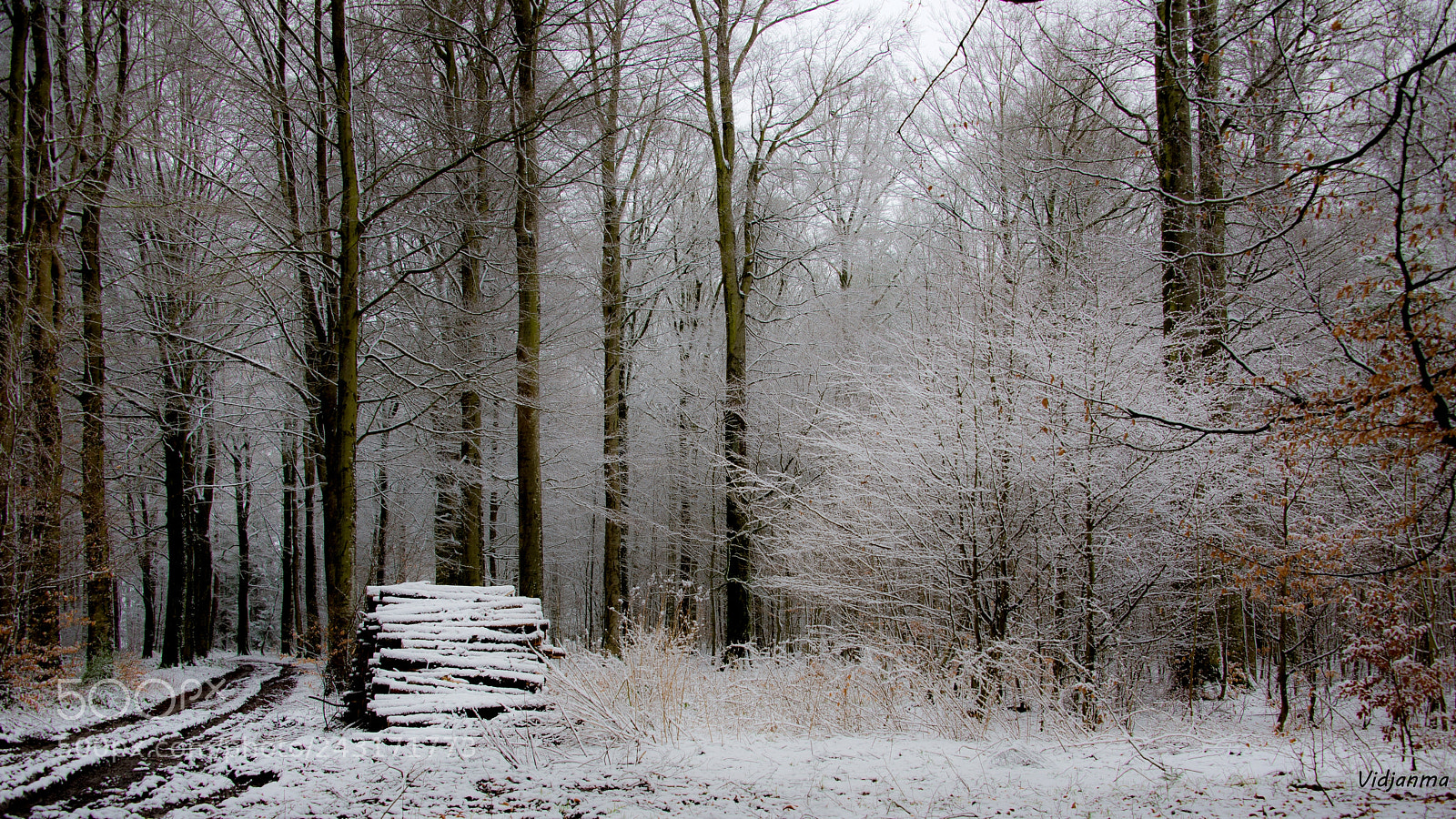 Nikon D610 sample photo. Winter trees photography