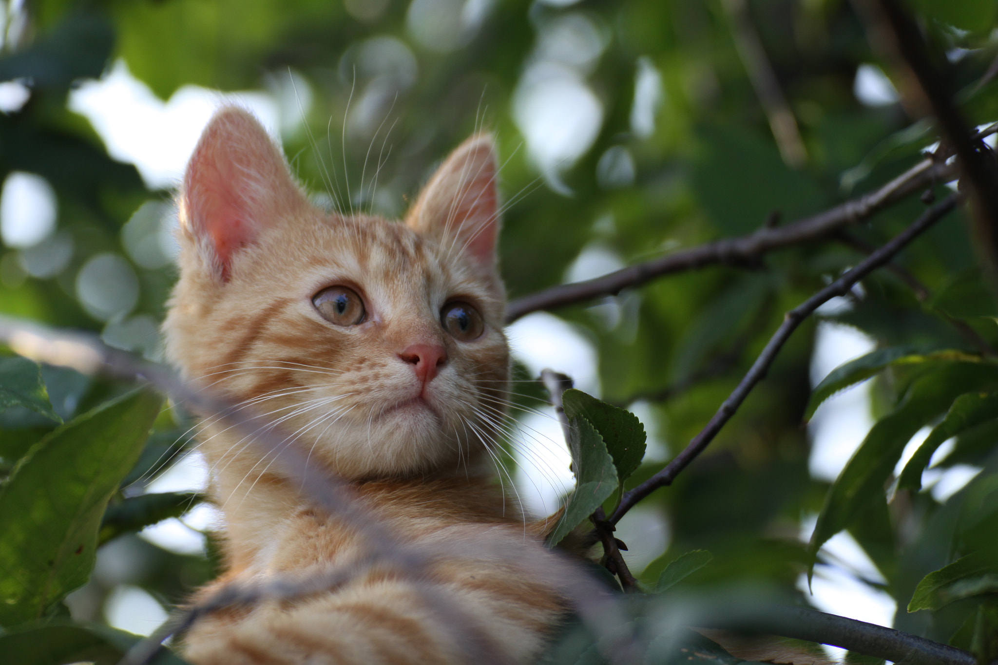 Canon EOS 50D sample photo. Rudy photography