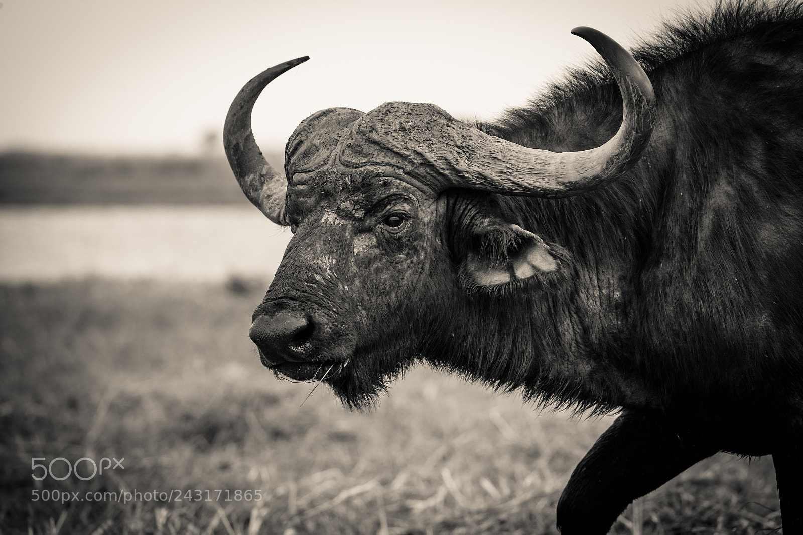 Canon EOS-1D X Mark II sample photo. Stong photography