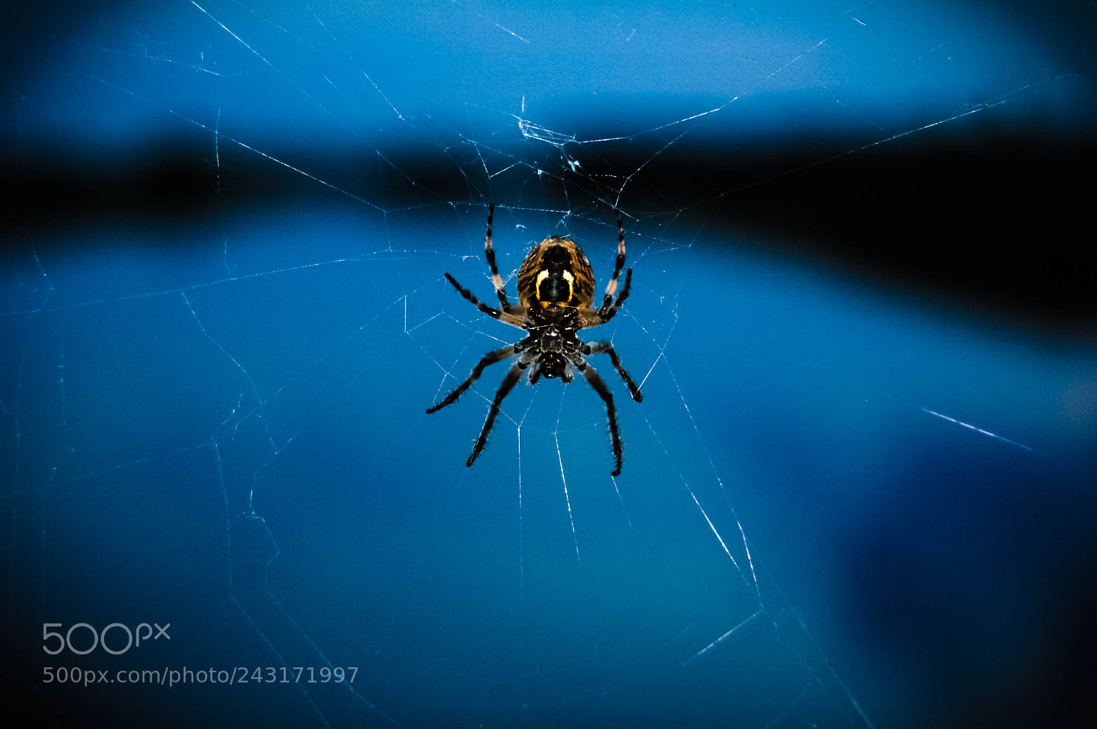 Nikon D40 sample photo. Spider photography