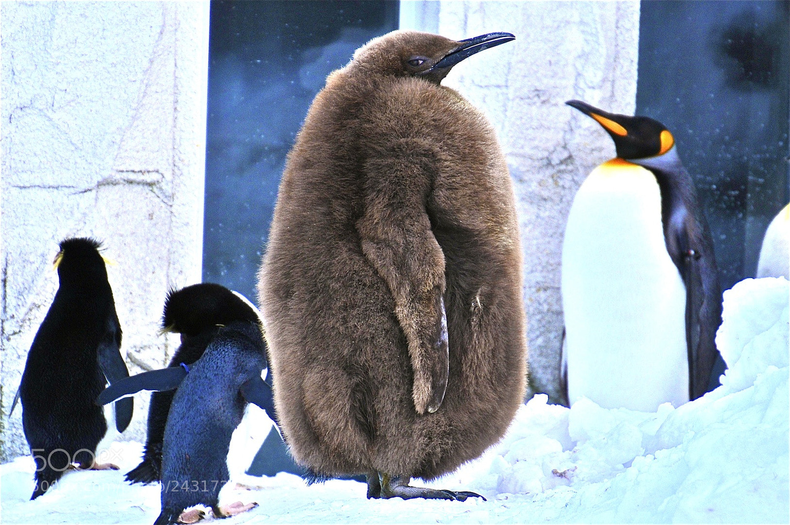 Nikon D300S sample photo. ペンギン photography