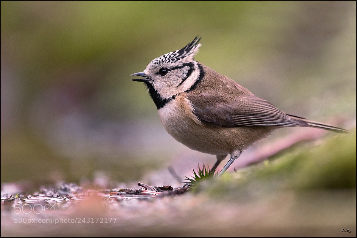 Nikon D500 sample photo. Crested tit photography