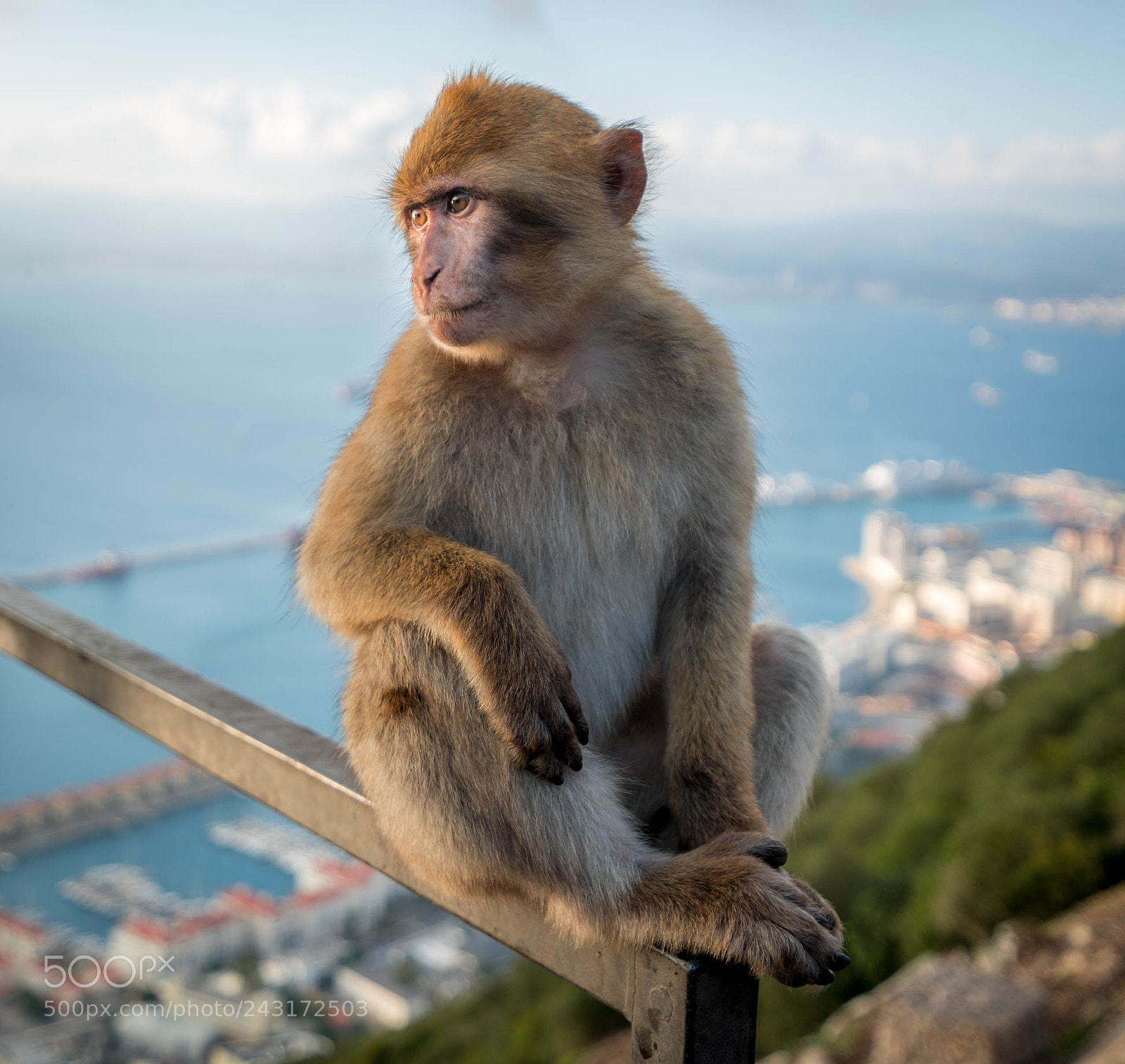 Sony a7S II sample photo. Young monkey photography