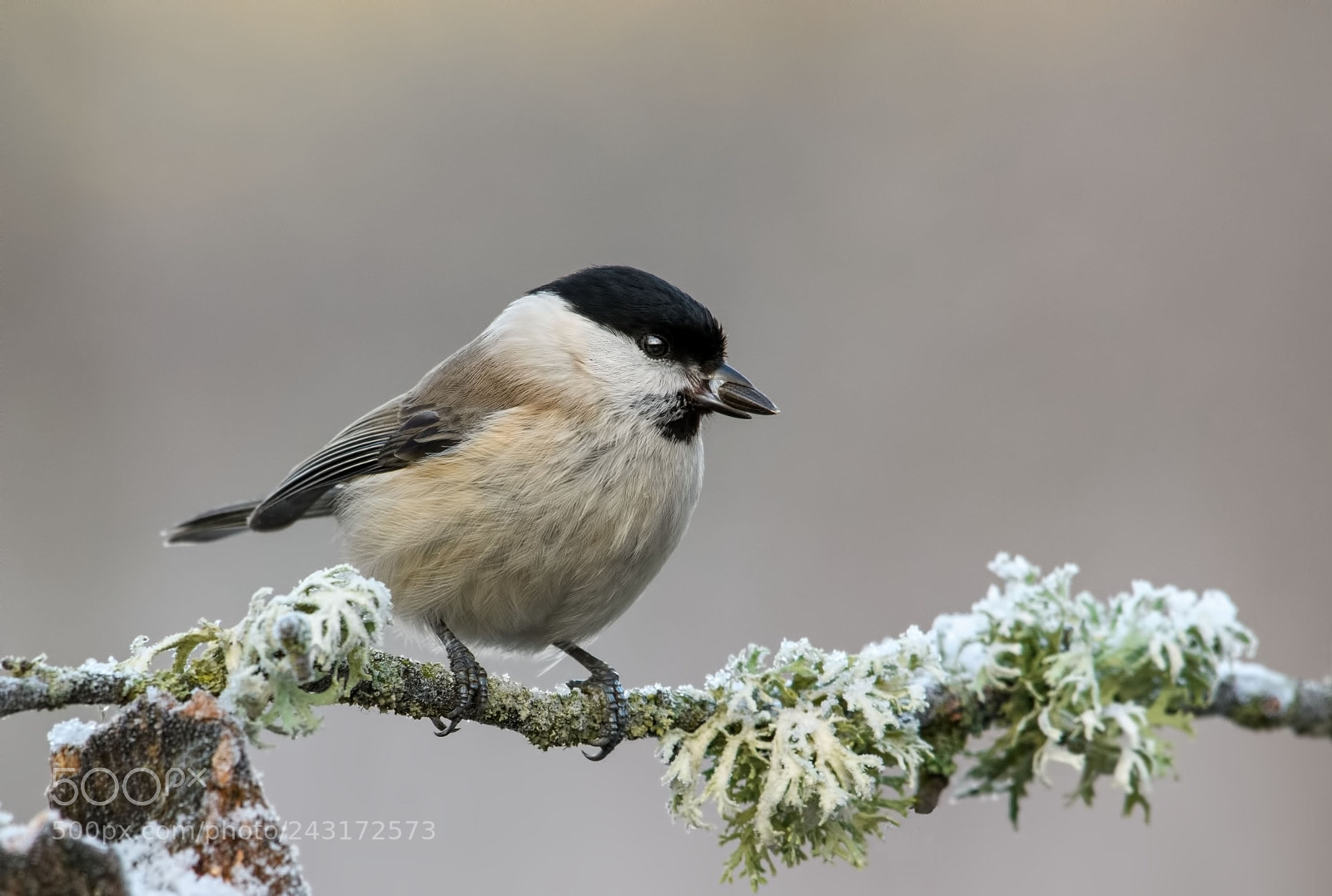 Nikon D500 sample photo. Marsh tit photography