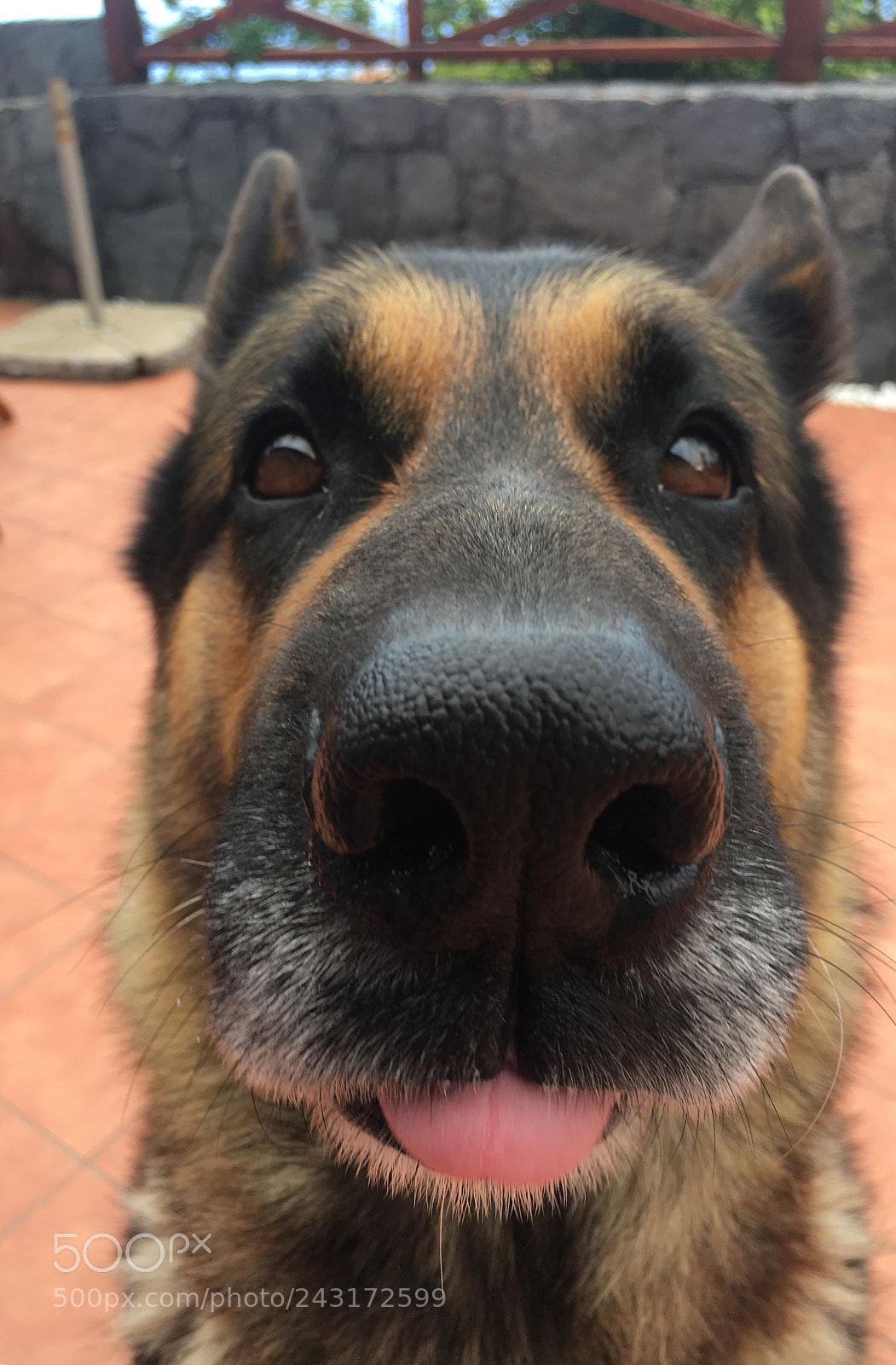 Apple iPhone 6s sample photo. My dog asking for photography