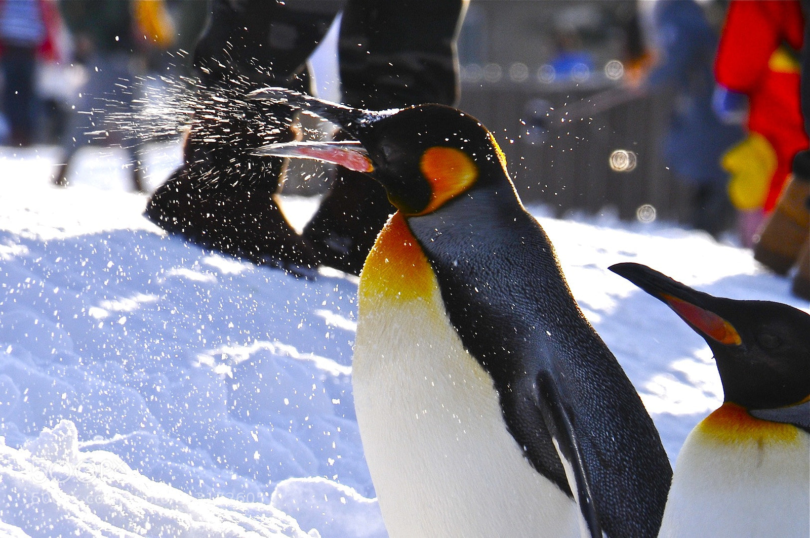Nikon D300S sample photo. くしゃみ photography