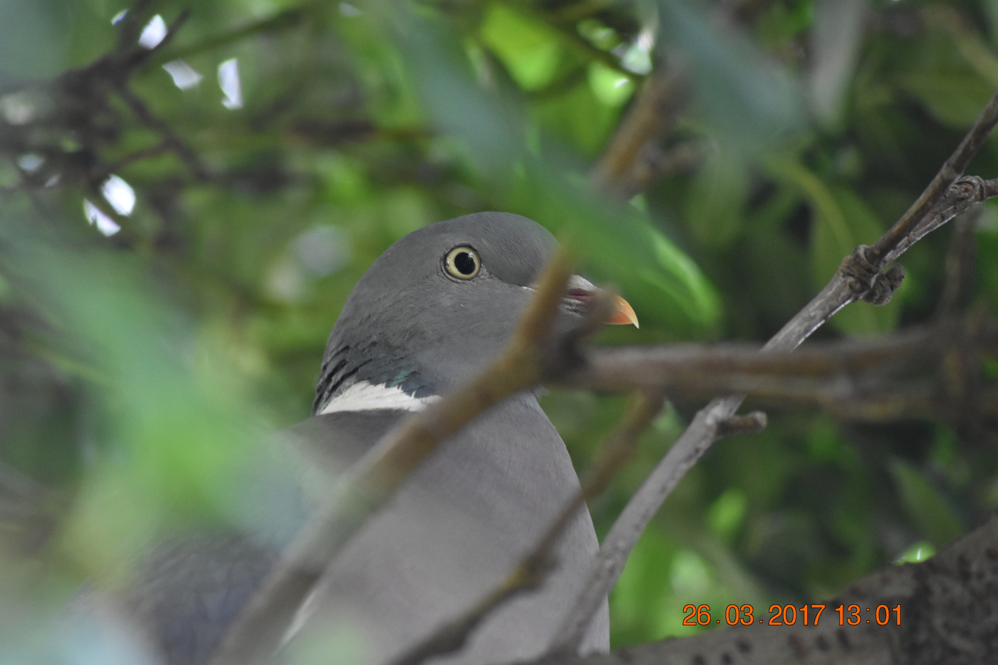 Nikon D3400 + Sigma 70-300mm F4-5.6 APO DG Macro sample photo. Camouflaged pigeon photography