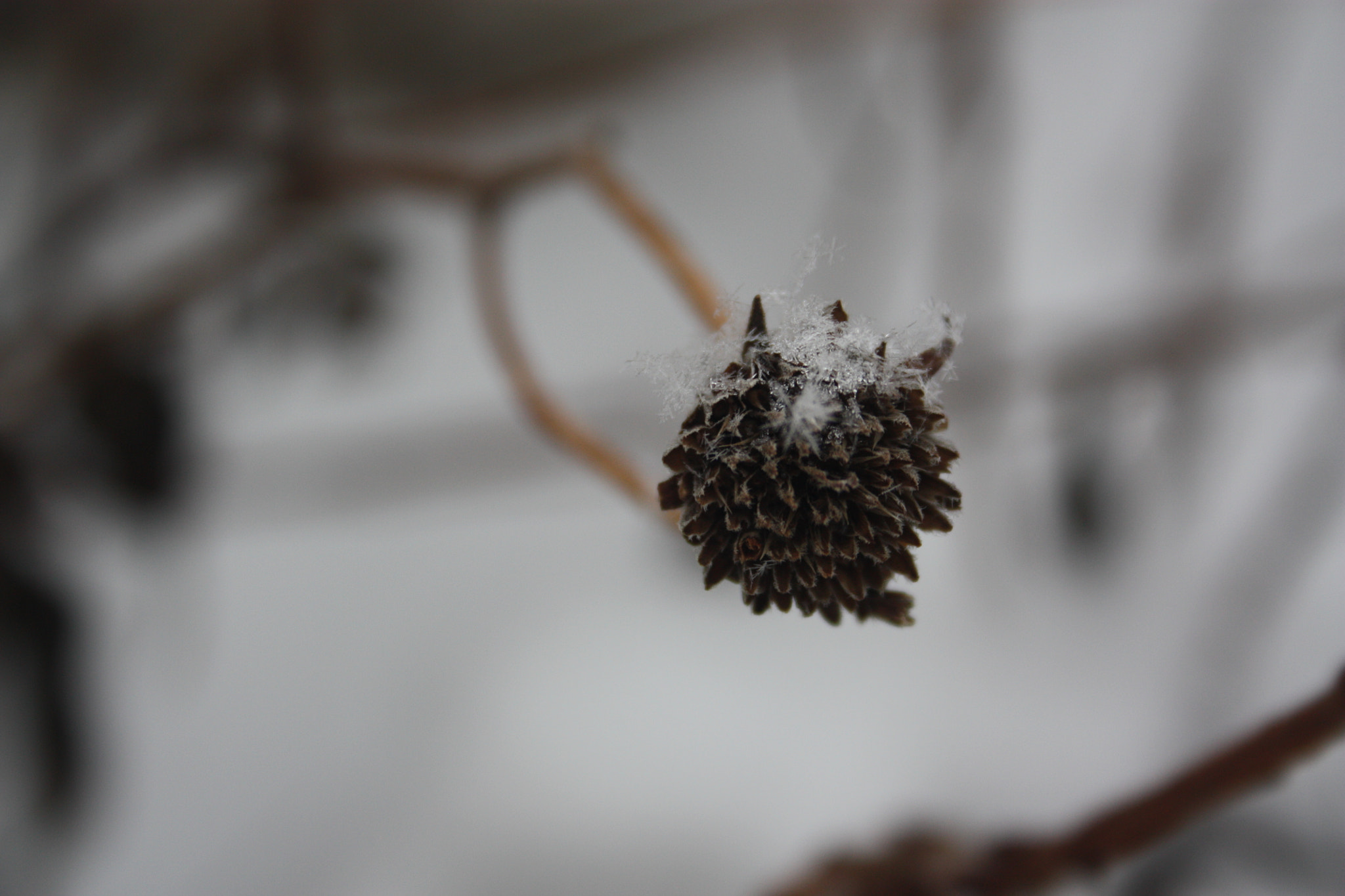 Canon EF-S 18-55mm F3.5-5.6 II sample photo
