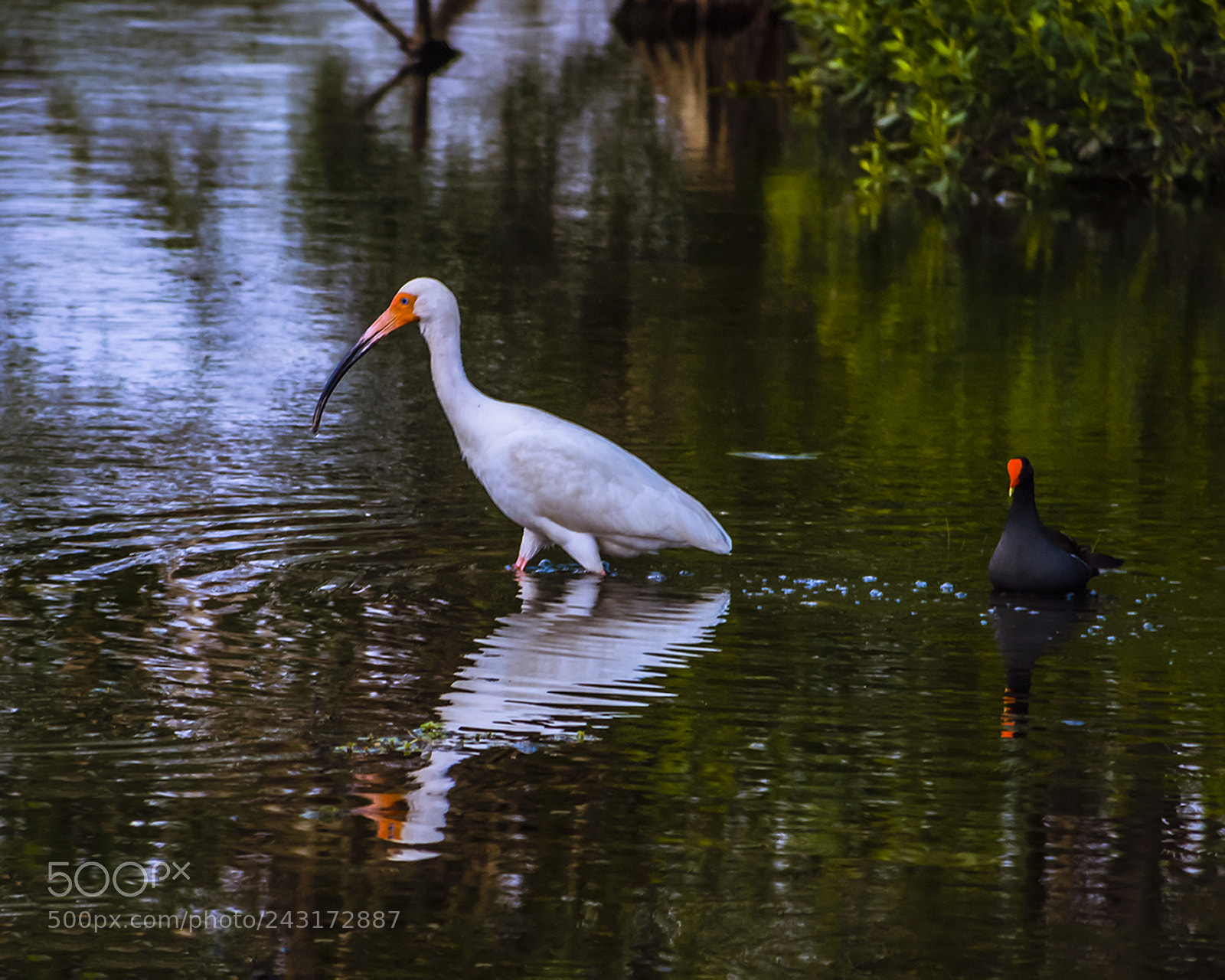Nikon D200 sample photo. Reflected ibis w/coot photography