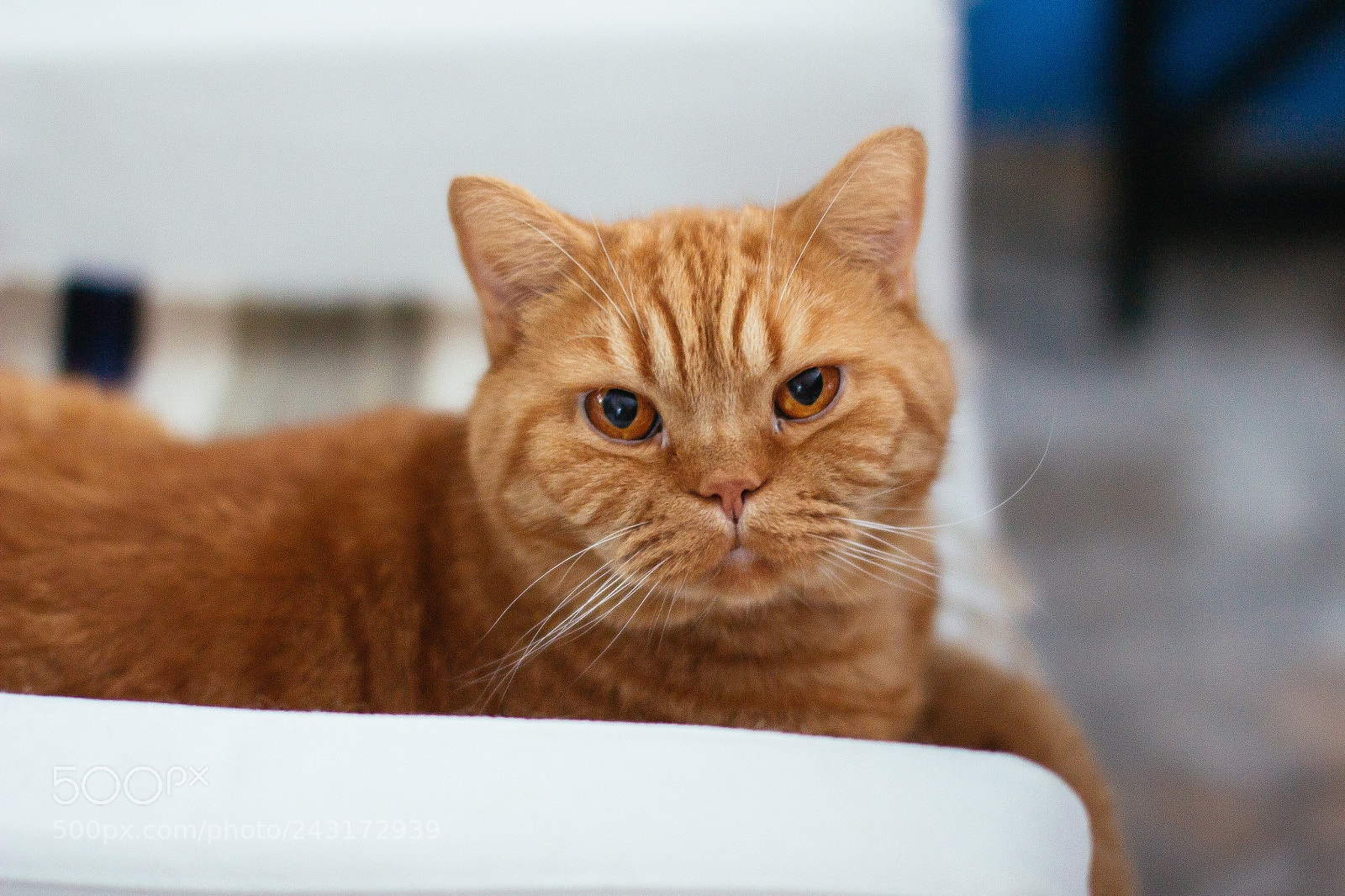 Canon EOS 60D sample photo. Grumpy cat photography