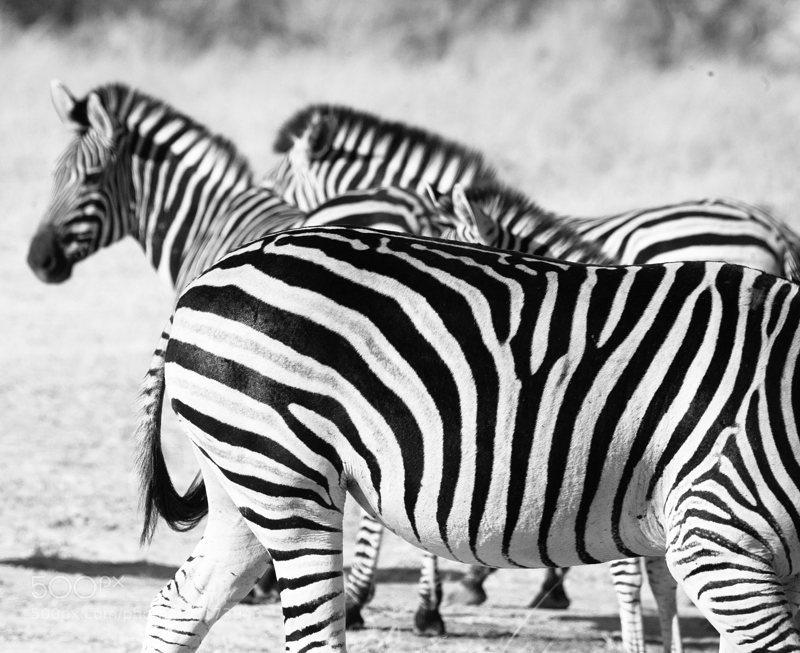 Canon EOS 5D sample photo. Zebra ib botswana photography