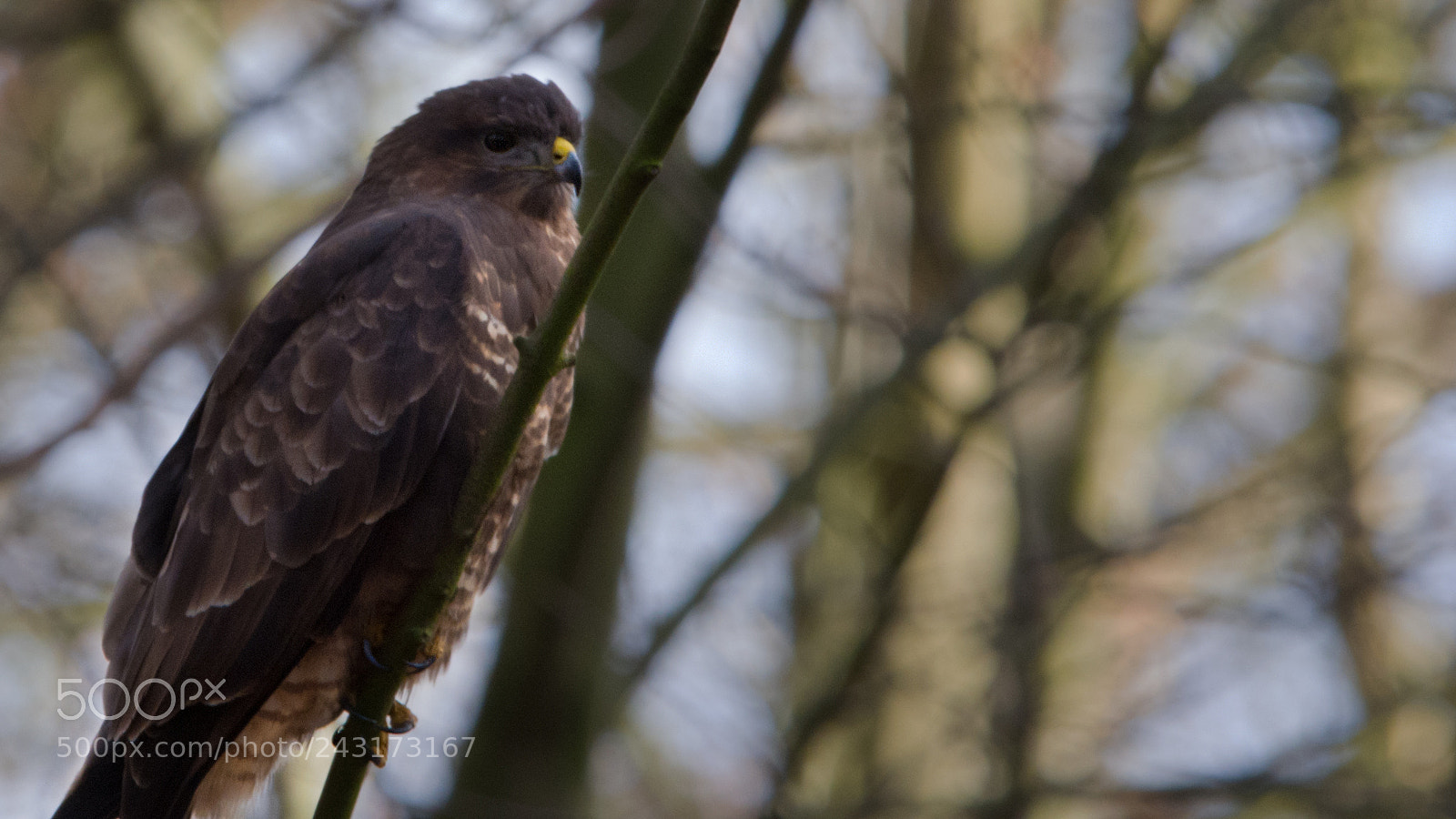 Nikon D7100 sample photo. Bird on a stick photography