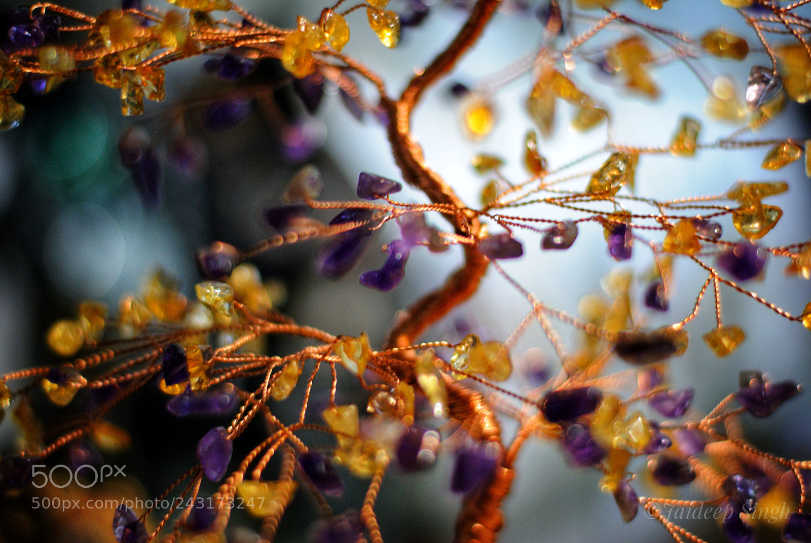 Nikon D3000 sample photo. Jewel plant.jpeg photography