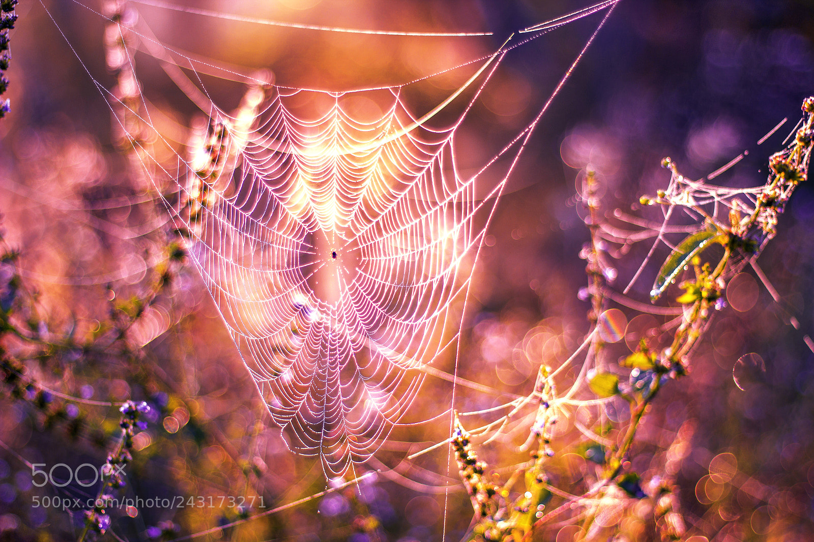 Canon EOS 600D (Rebel EOS T3i / EOS Kiss X5) sample photo. Necklace of dew photography