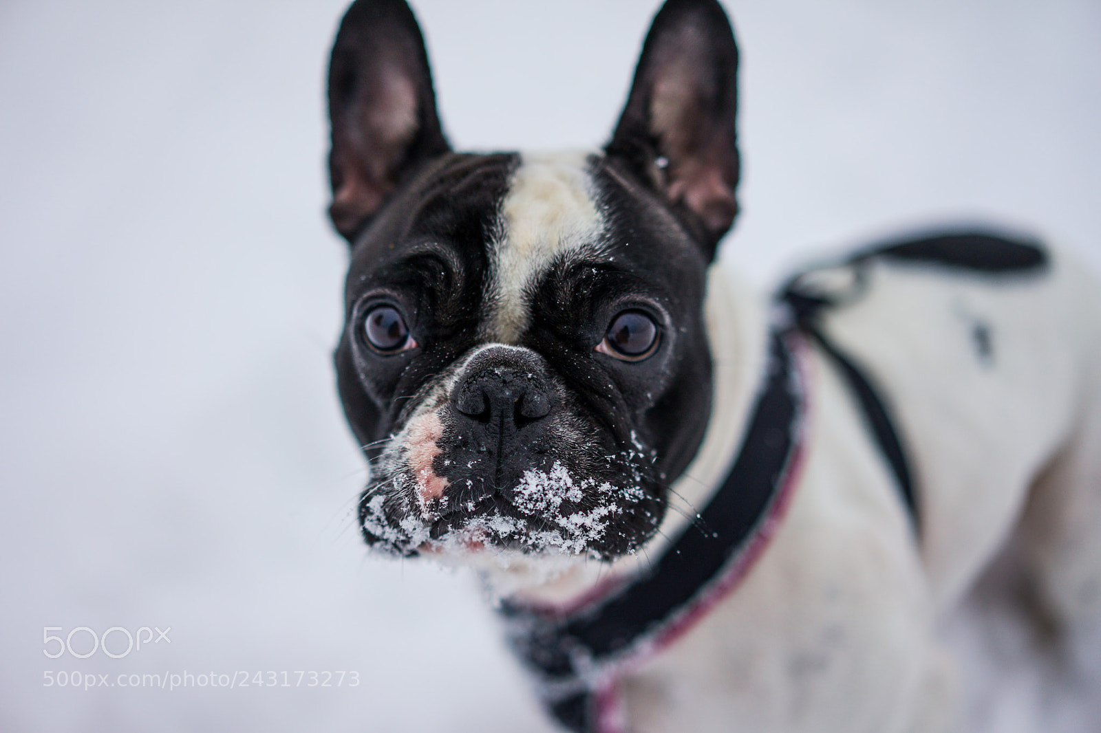 Sony a7 II sample photo. Snow white. photography