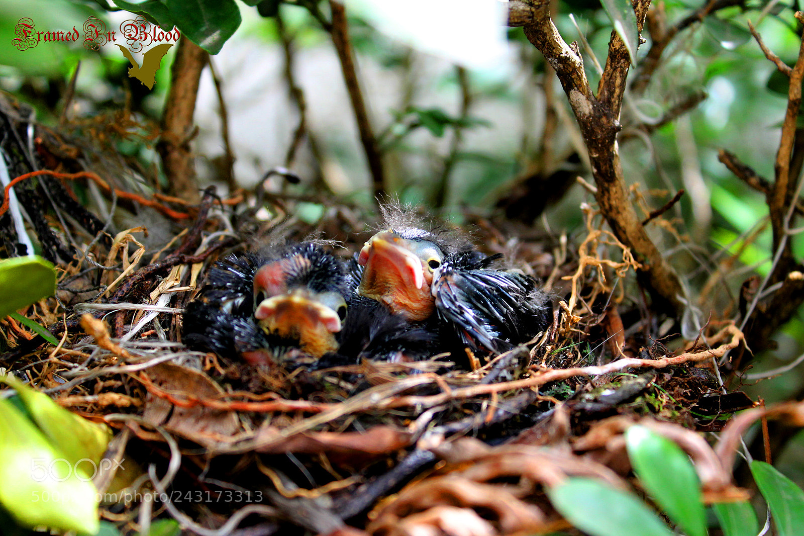 Canon EOS 1100D (EOS Rebel T3 / EOS Kiss X50) sample photo. Little birds photography