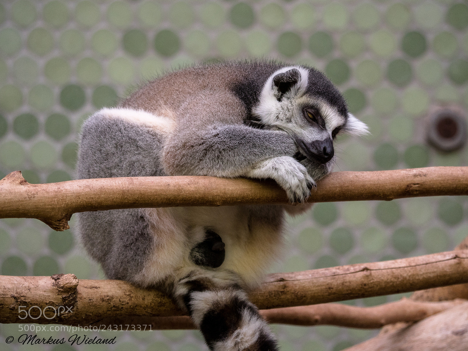 Panasonic Lumix DC-G9 sample photo. Monkey photography