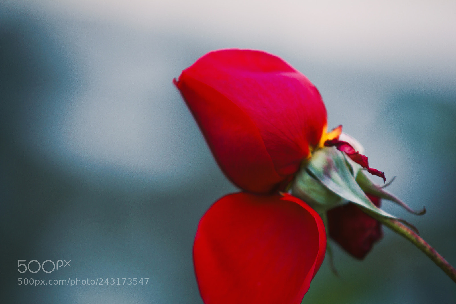 Canon EOS 60D sample photo. Macro 8 photography