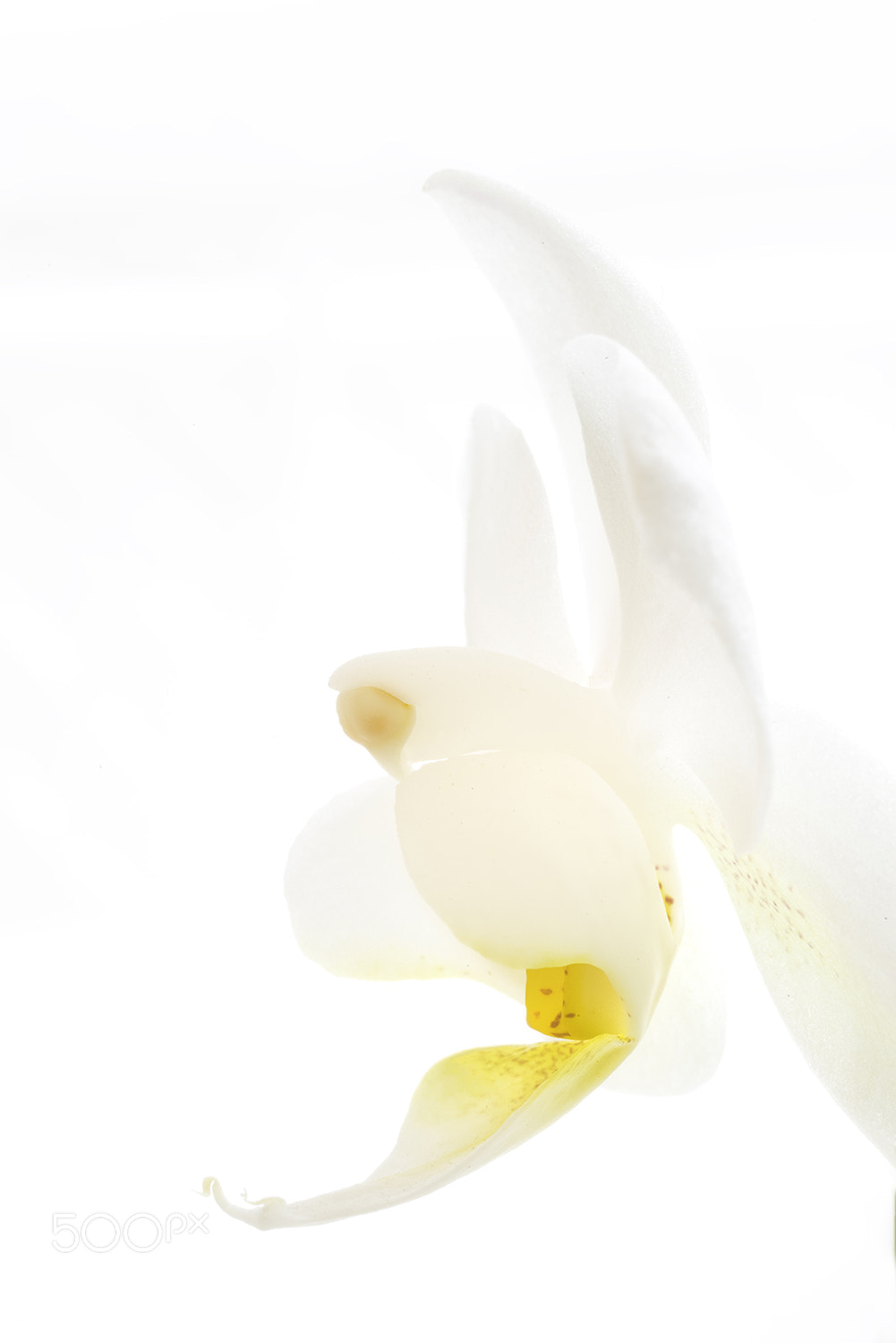 Pentax K-1 sample photo. White orchid photography