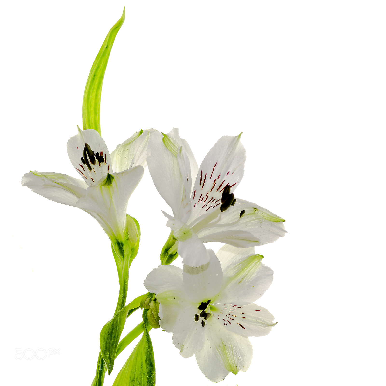 Sony SLT-A58 sample photo. Alstroemeria photography