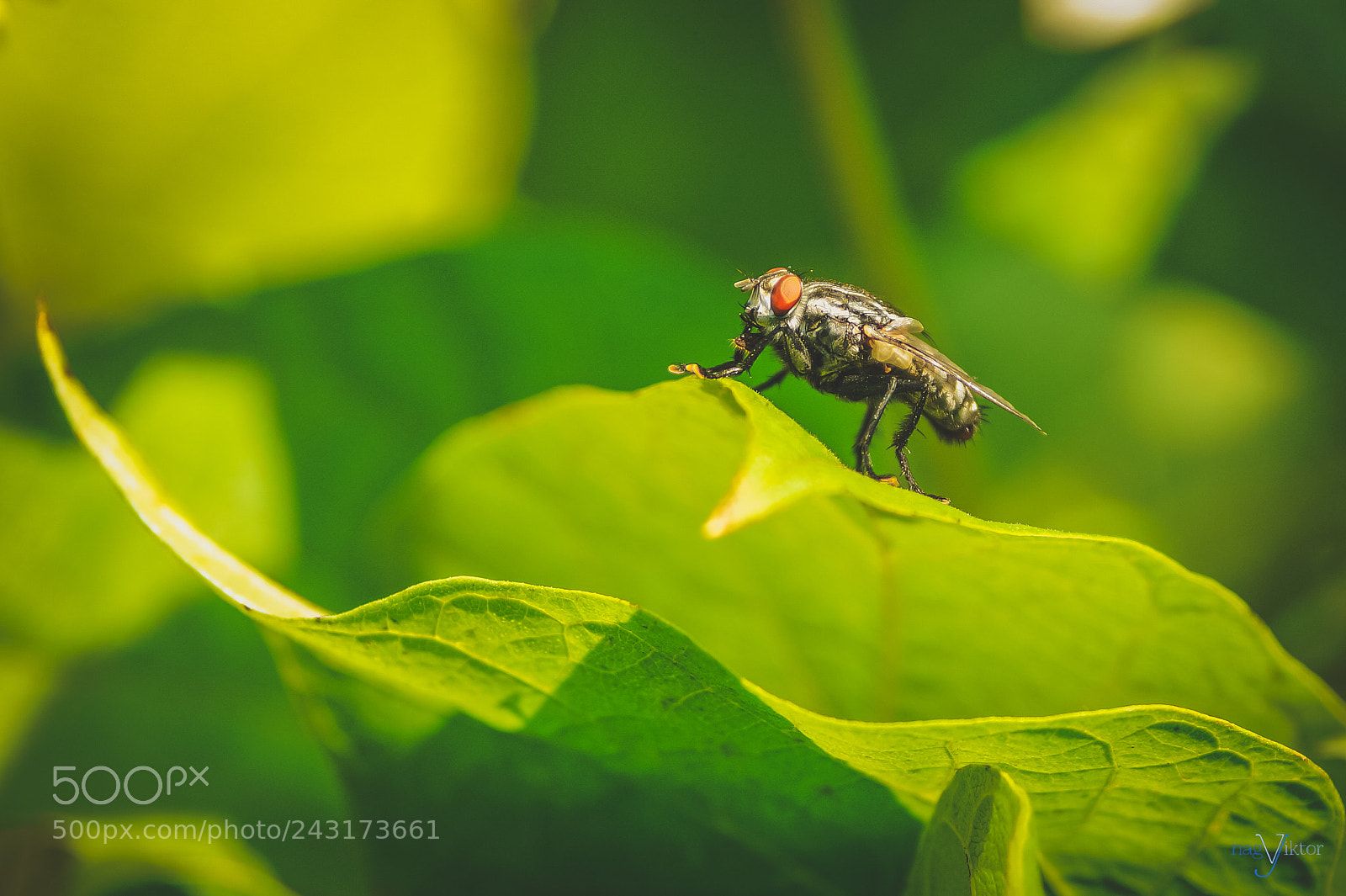 Sony SLT-A58 sample photo. Fly photography