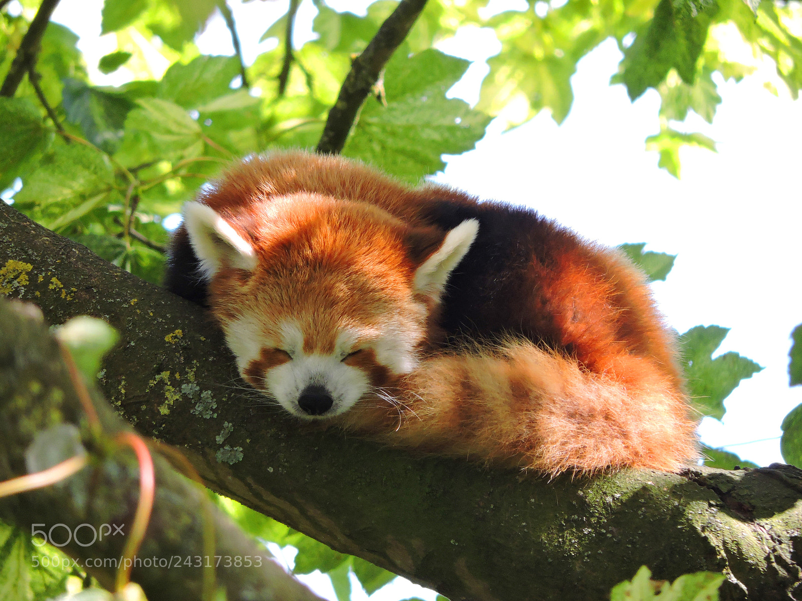 Nikon Coolpix P530 sample photo. Red panda photography