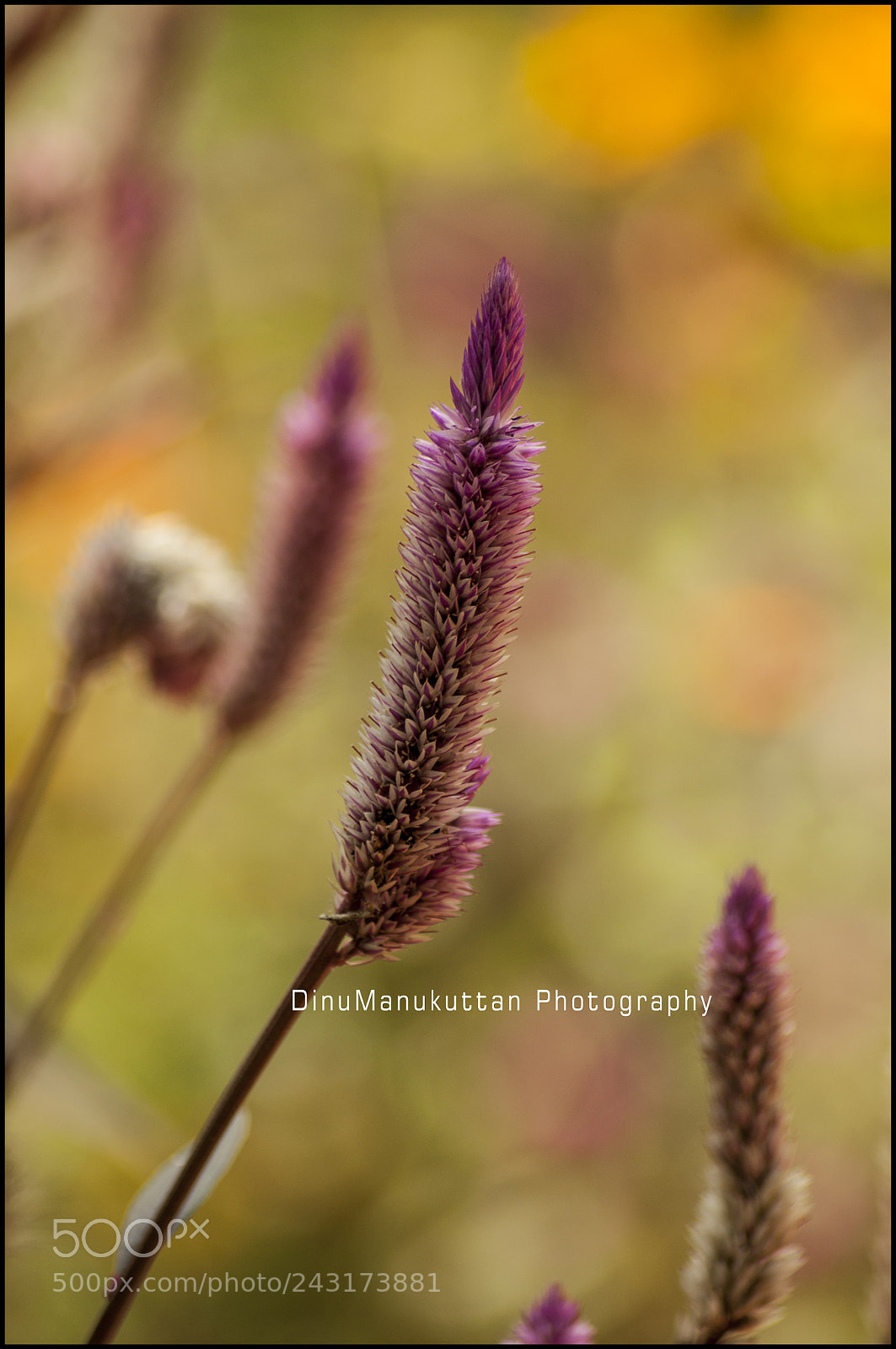 Nikon D90 sample photo. Untitled photography