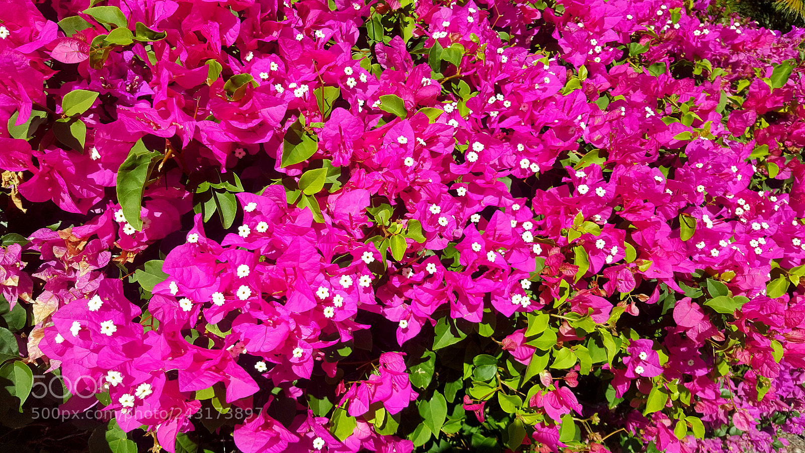 Samsung Galaxy Note5 sample photo. Pinkexplosion photography