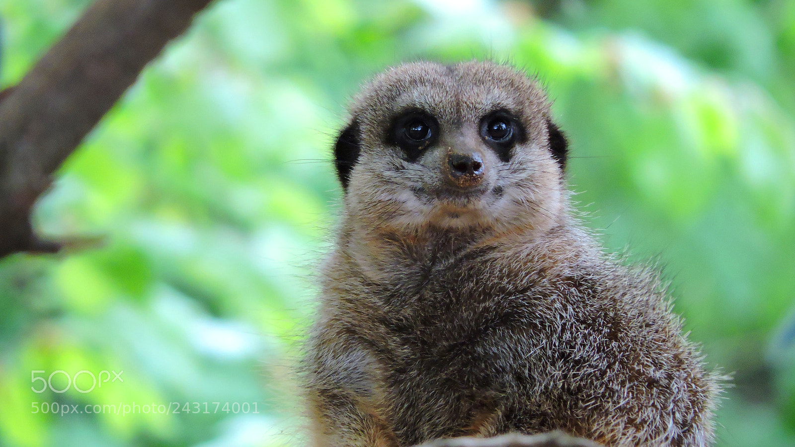 Nikon Coolpix P530 sample photo. Rough meerkat photography