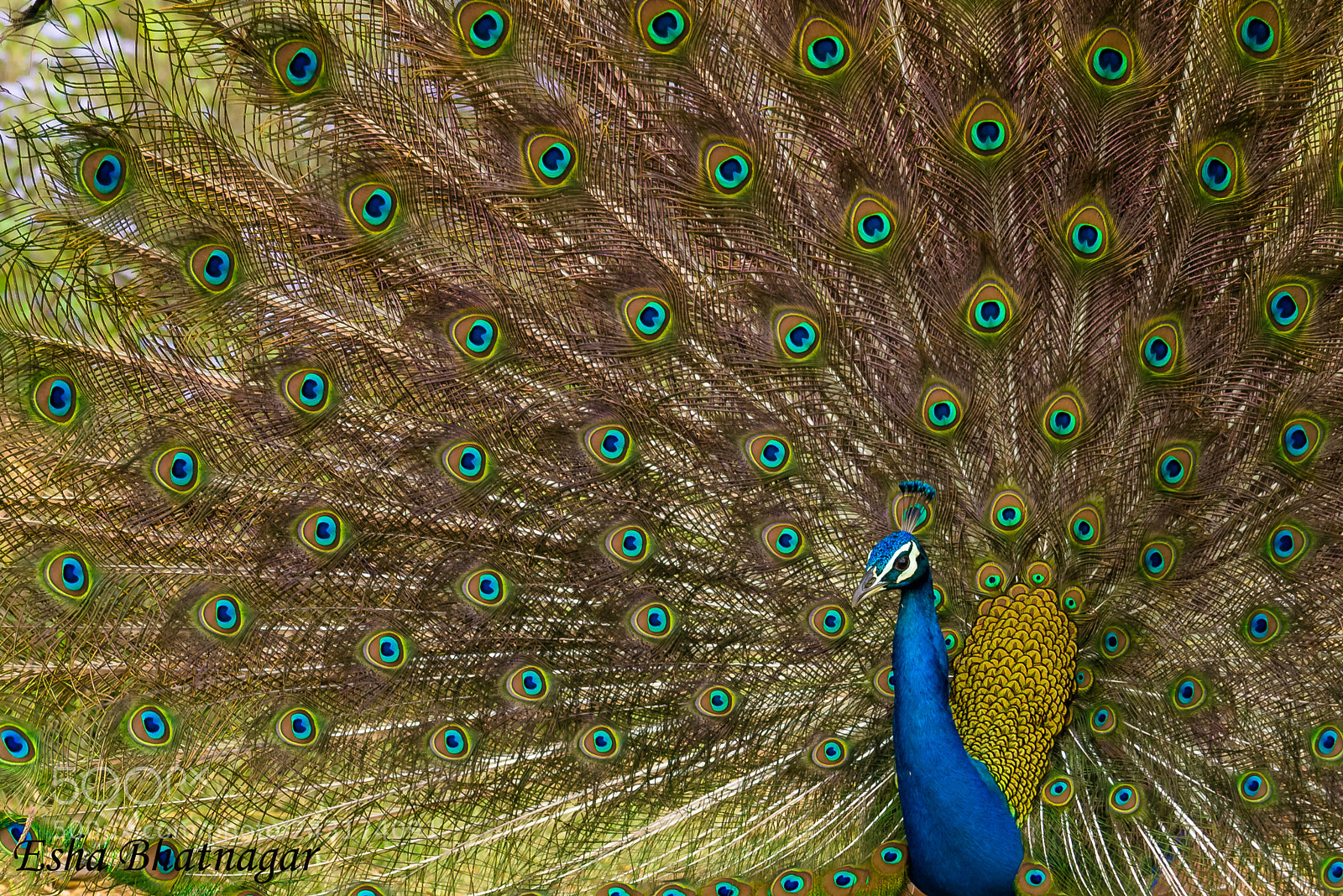 Nikon D610 sample photo. Spread your wings, it's photography