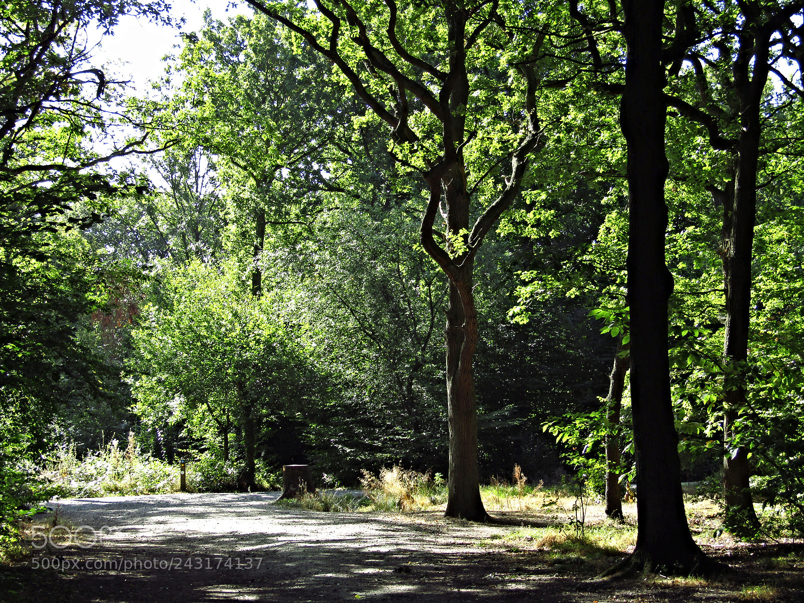 Canon PowerShot SX410 IS sample photo. Hockley woods, essex photography