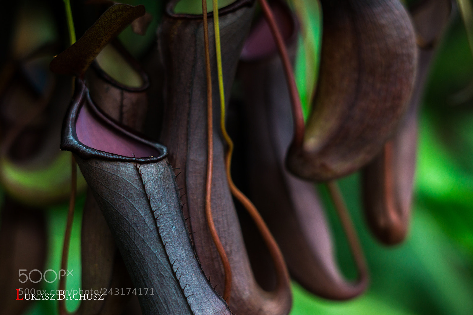 Sony a5100 sample photo. Carnivorous plant photography