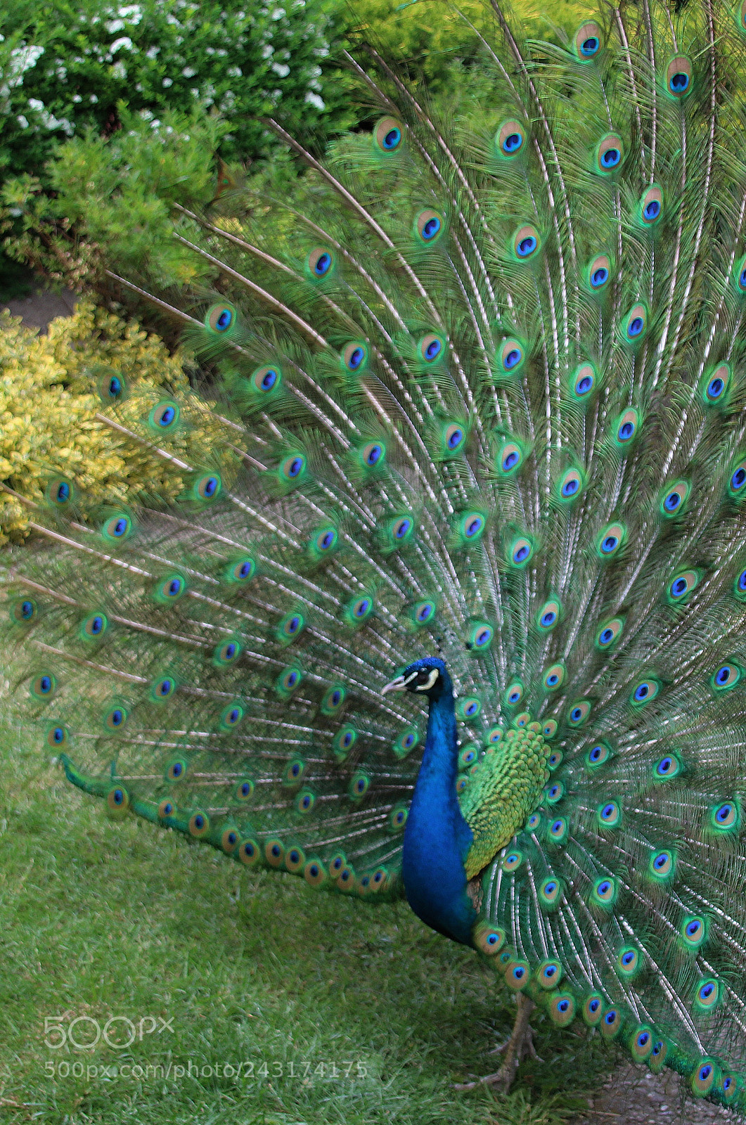 Canon EOS 760D (EOS Rebel T6s / EOS 8000D) sample photo. Peacock - a royal photography