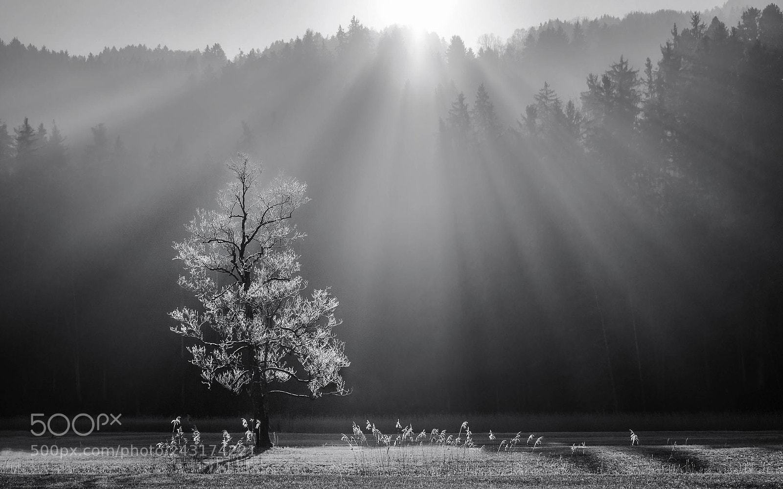 Panasonic Lumix DMC-GX7 sample photo. Sunrays photography