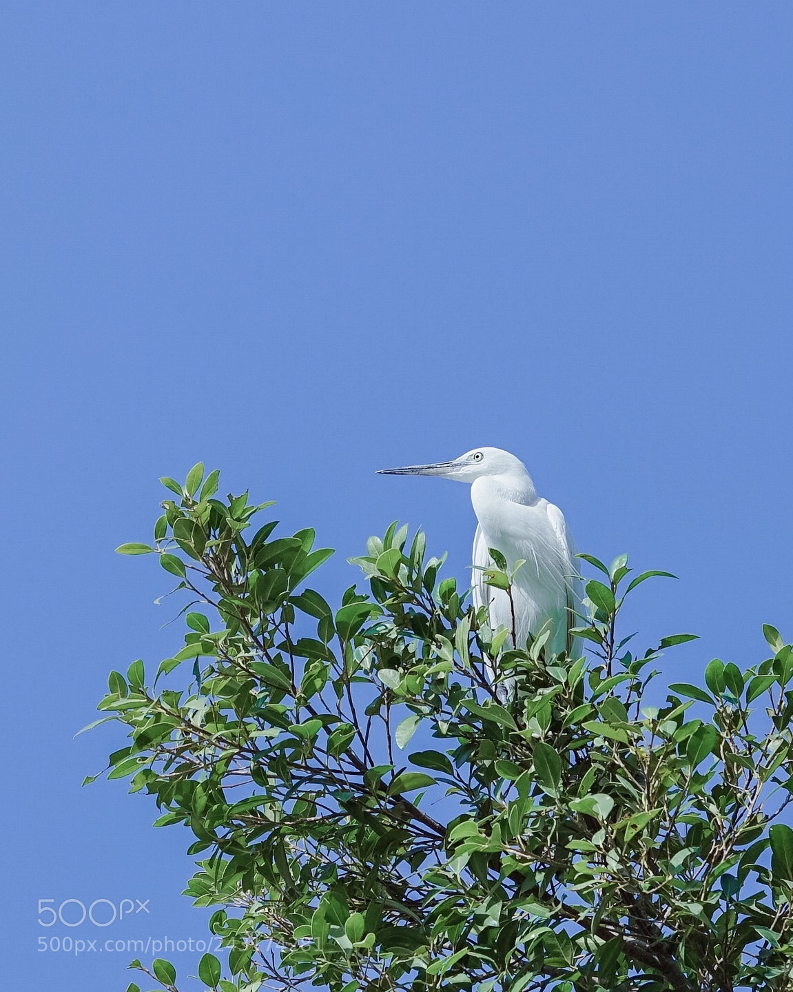 Sony a7R sample photo. Egret photography