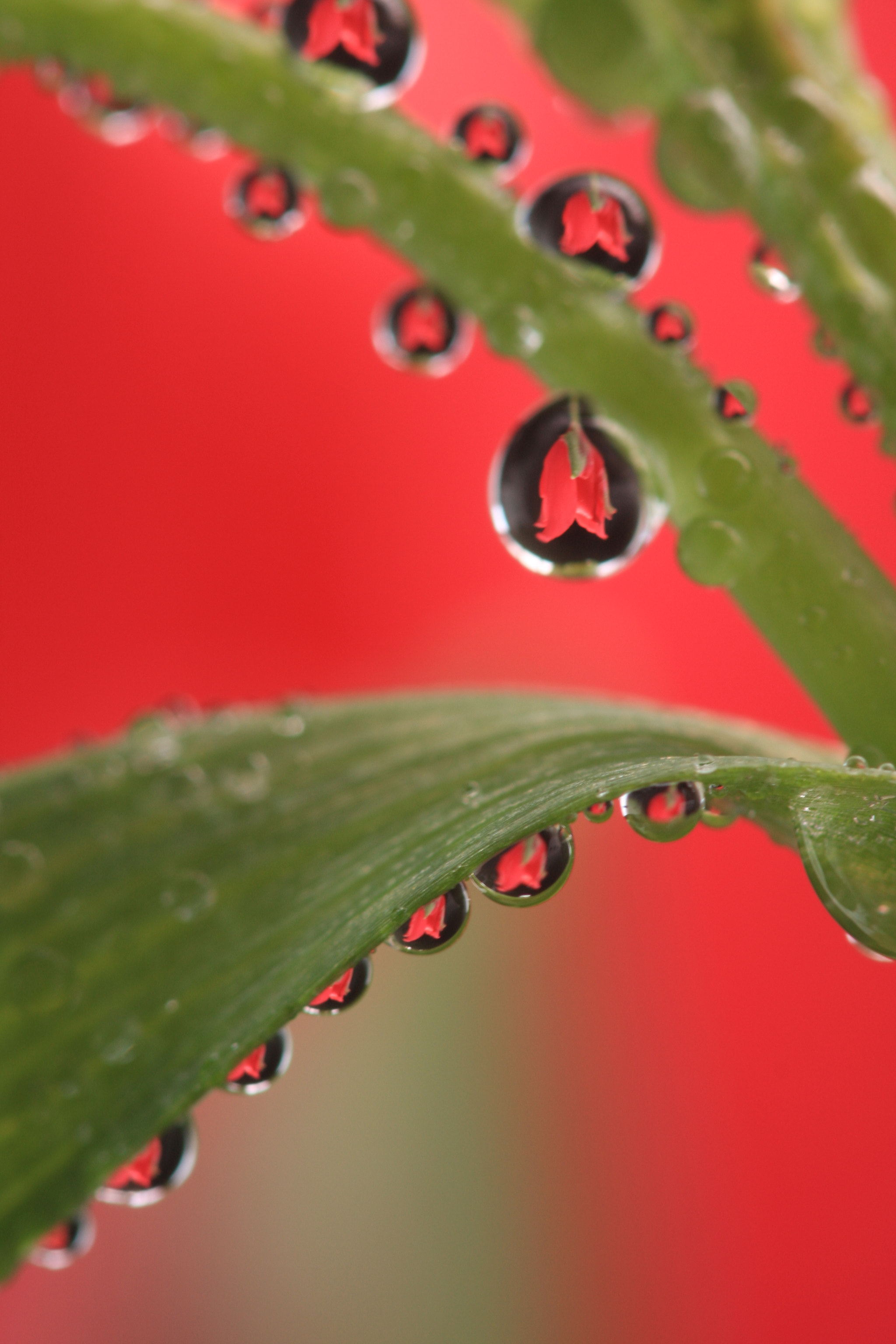 Canon EF 100mm F2.8 Macro USM sample photo. Flowers photography
