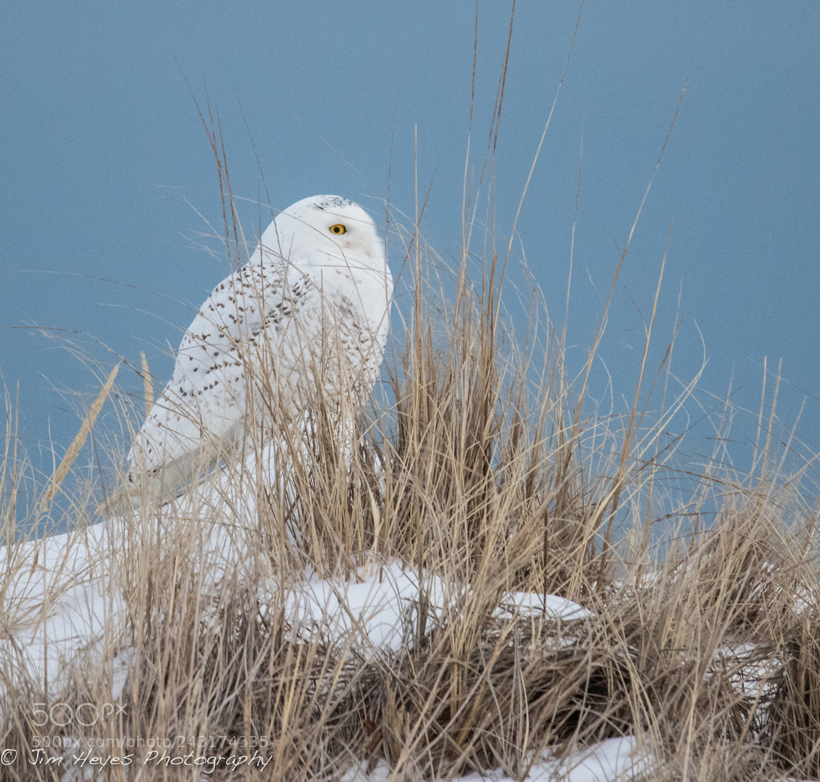 Canon EOS 7D Mark II sample photo. Snowy owl profile hampton photography