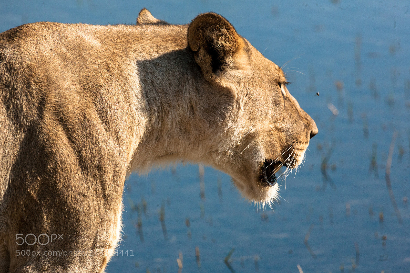 Canon EOS 5D sample photo. Lioness in botswana photography