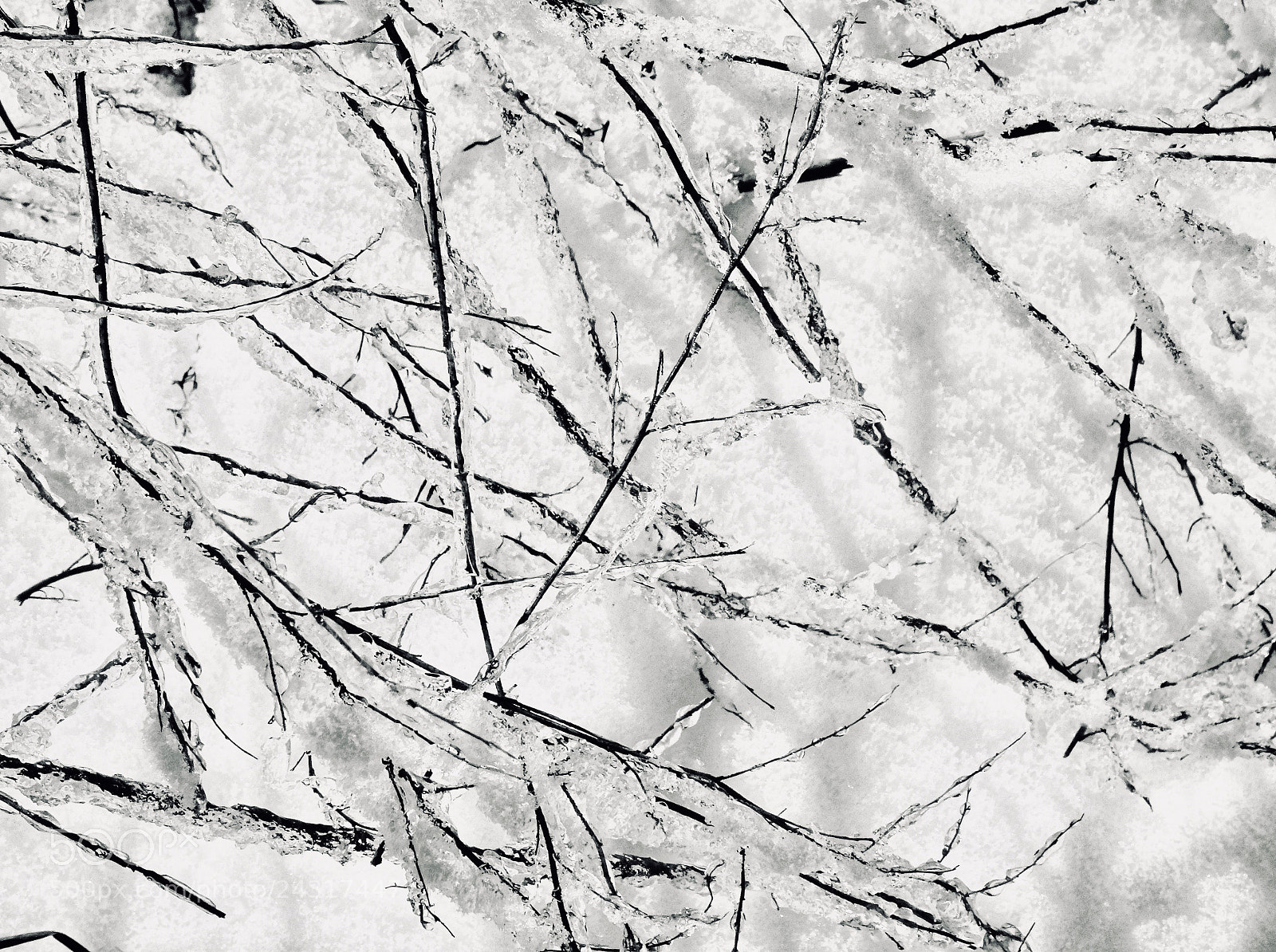 Sony Cyber-shot DSC-HX90V sample photo. Twigs in the snow photography