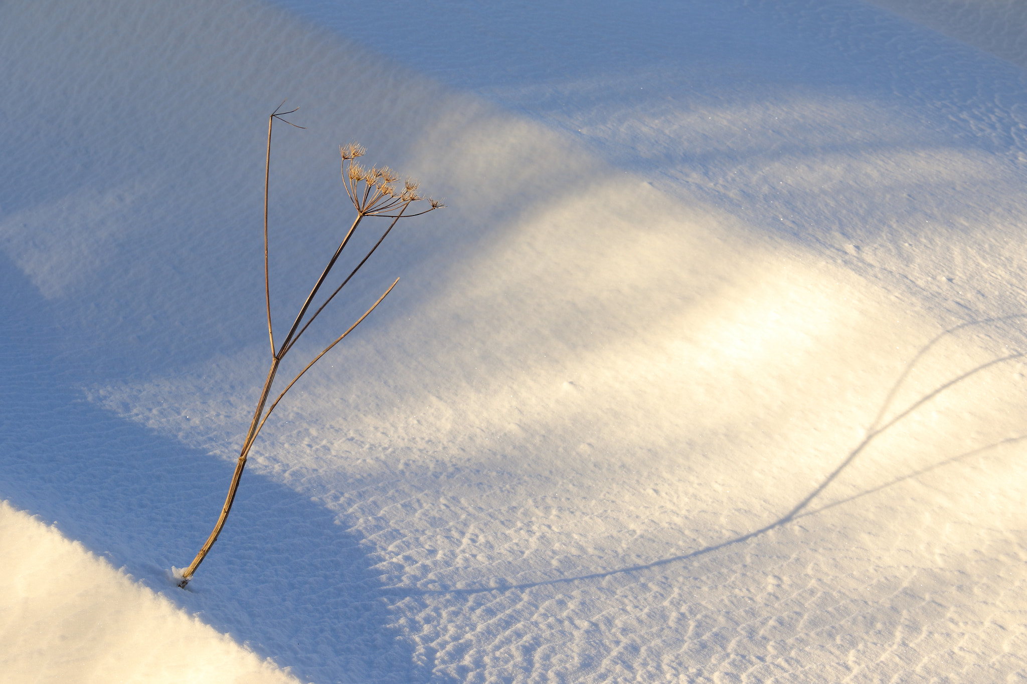 Canon EOS 7D Mark II + Canon EF-S 18-135mm F3.5-5.6 IS sample photo. Snow twig photography