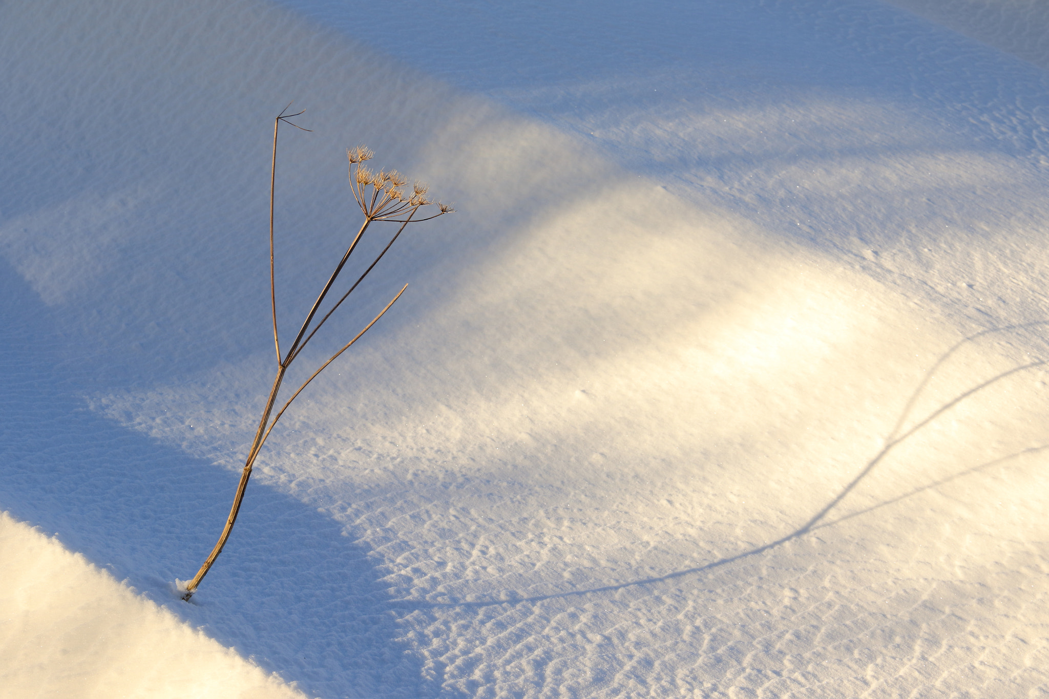 Canon EF-S 18-135mm F3.5-5.6 IS sample photo. Snow twig photography