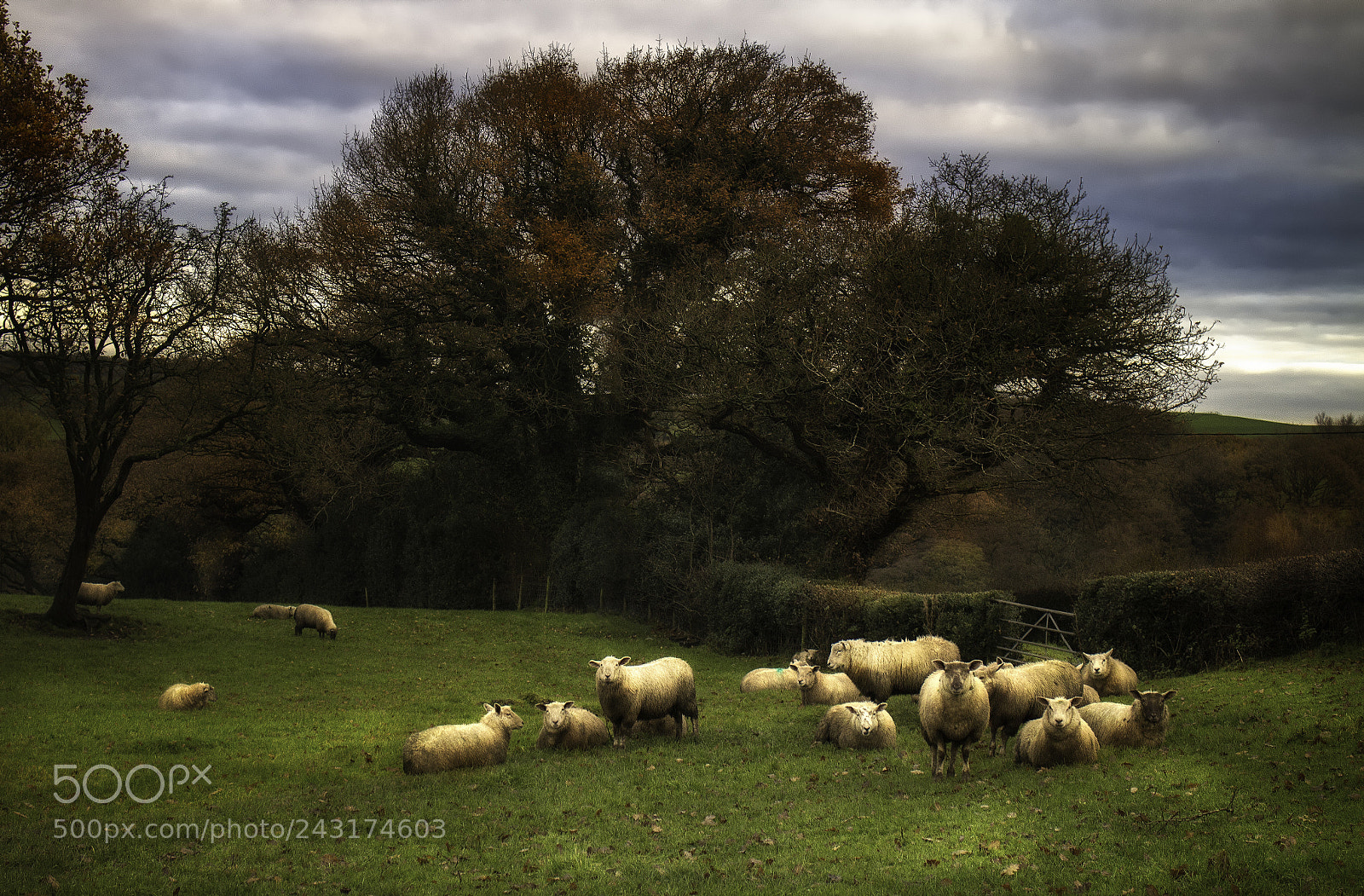Canon EOS M sample photo. Sheep photography